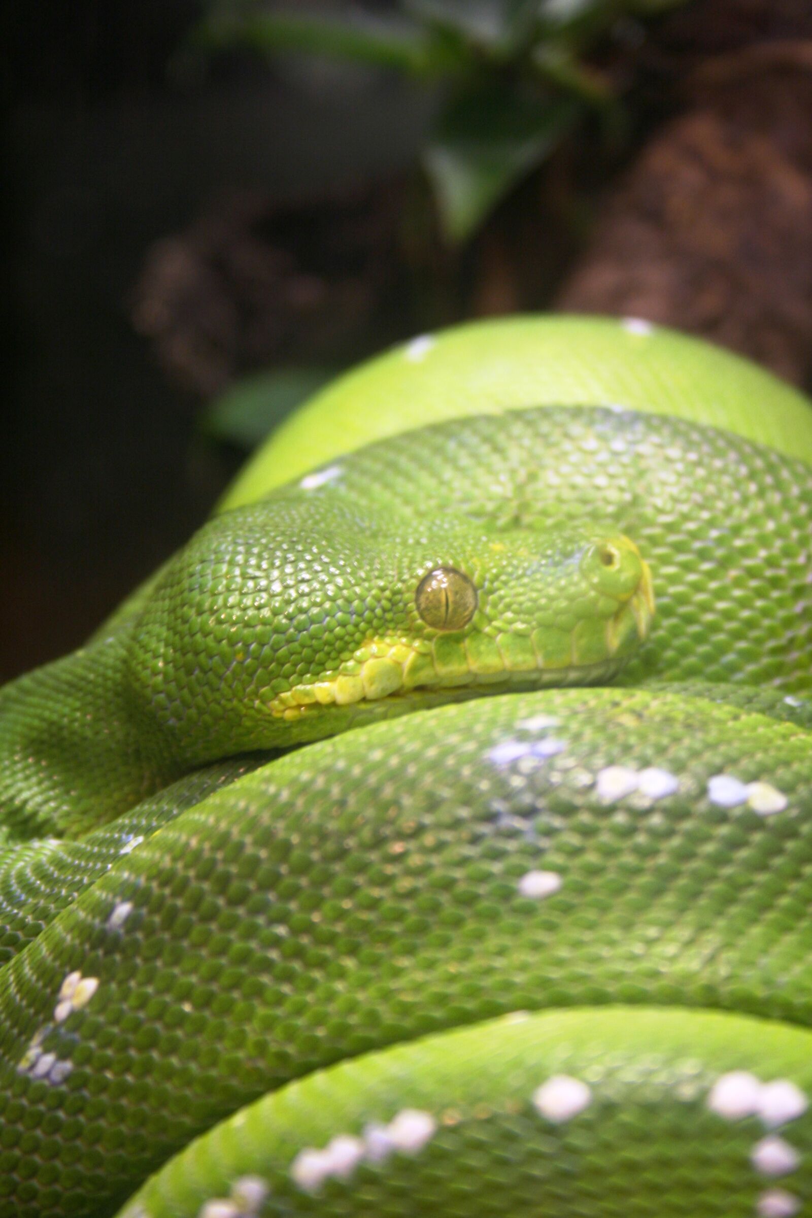 Canon EOS 350D (EOS Digital Rebel XT / EOS Kiss Digital N) sample photo. Animal, reptile, snake photography
