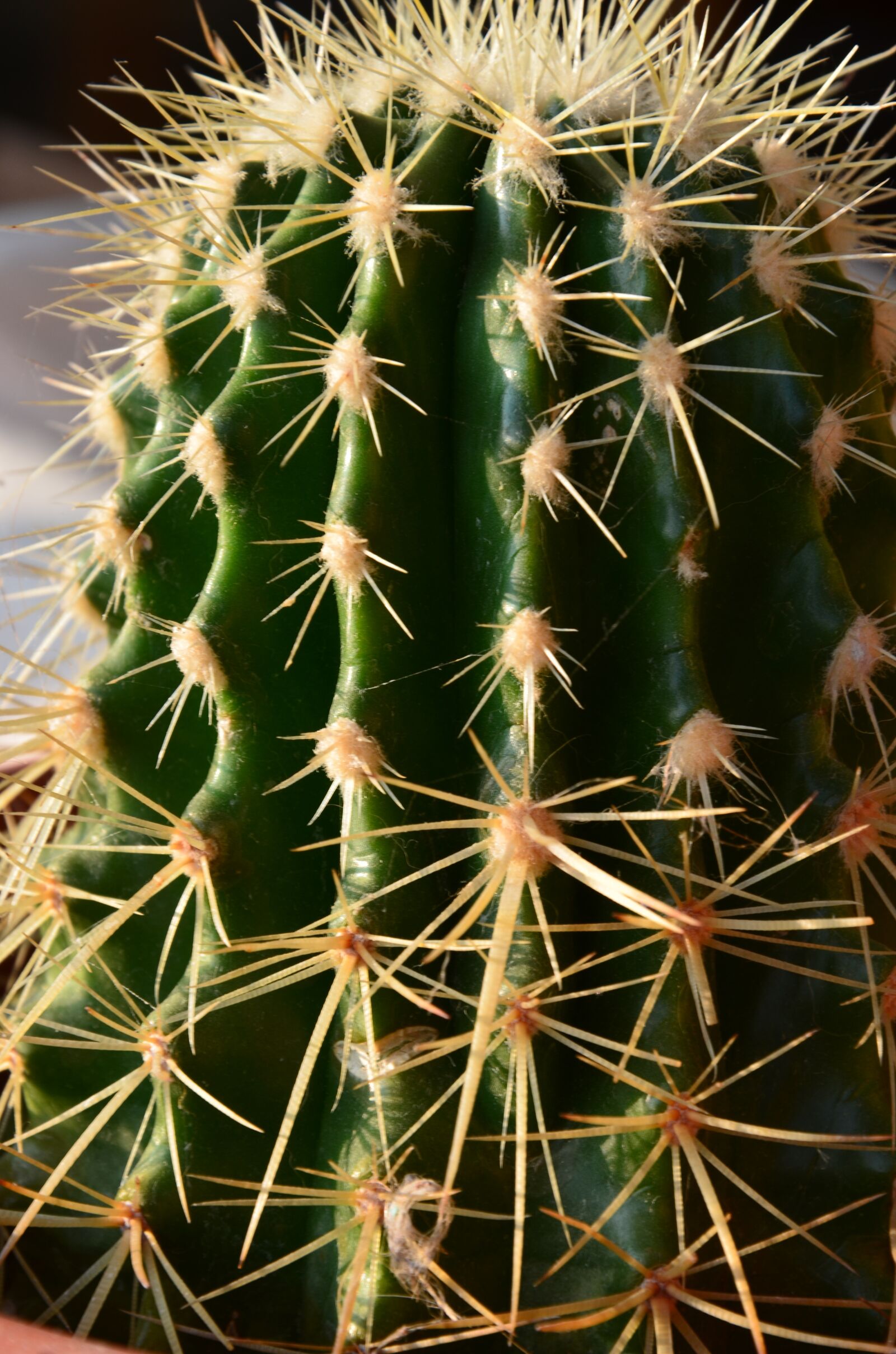 Nikon D7000 sample photo. Mini cactus, succulent plant photography