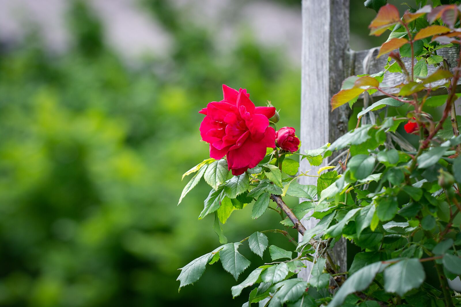 Nikon D7100 sample photo. Rose, garden, red roses photography