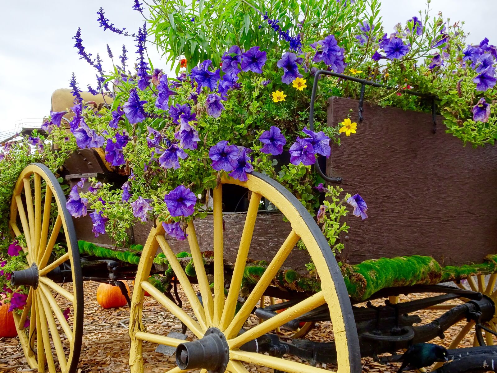 Sony Cyber-shot DSC-HX90V sample photo. Flowers, wagon, pumpkin photography