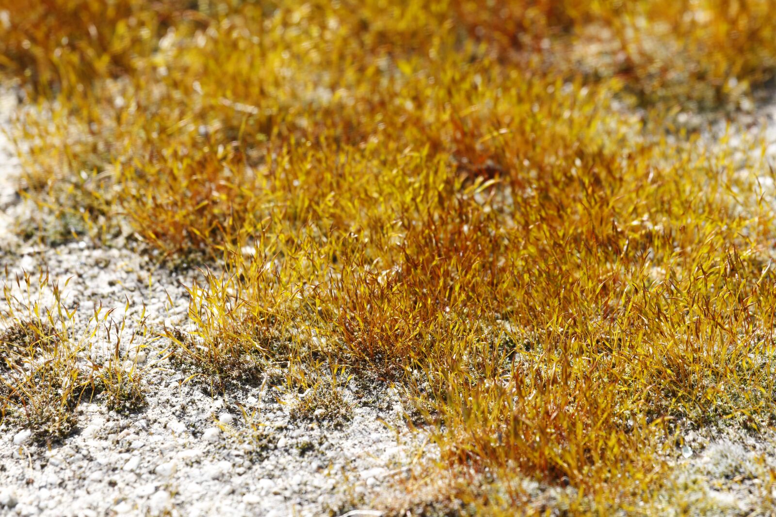 Canon EF 100-400mm F4.5-5.6L IS USM sample photo. Moss, ground, plant photography