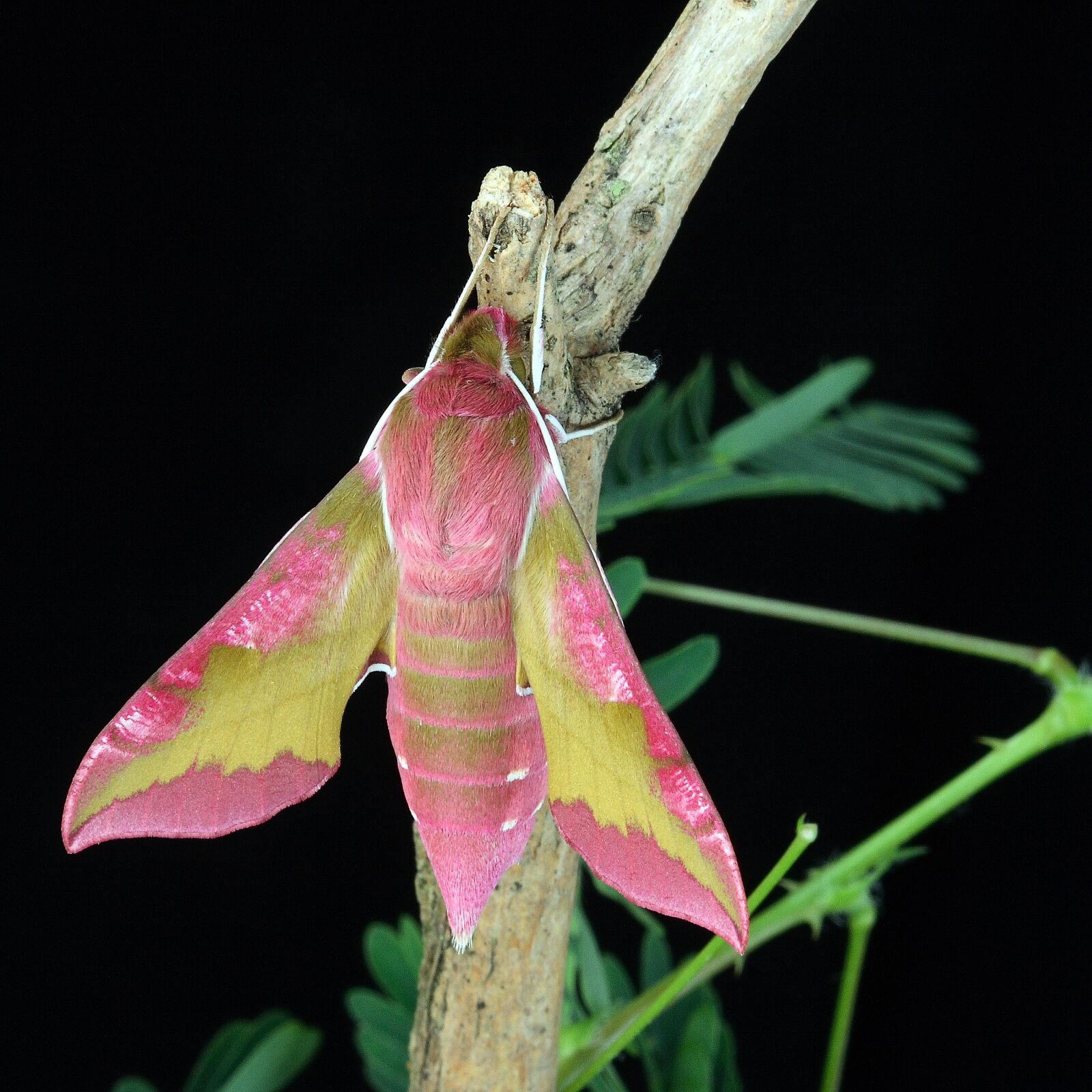 Canon EOS 400D (EOS Digital Rebel XTi / EOS Kiss Digital X) sample photo. Moth, macro, lepidoptera photography