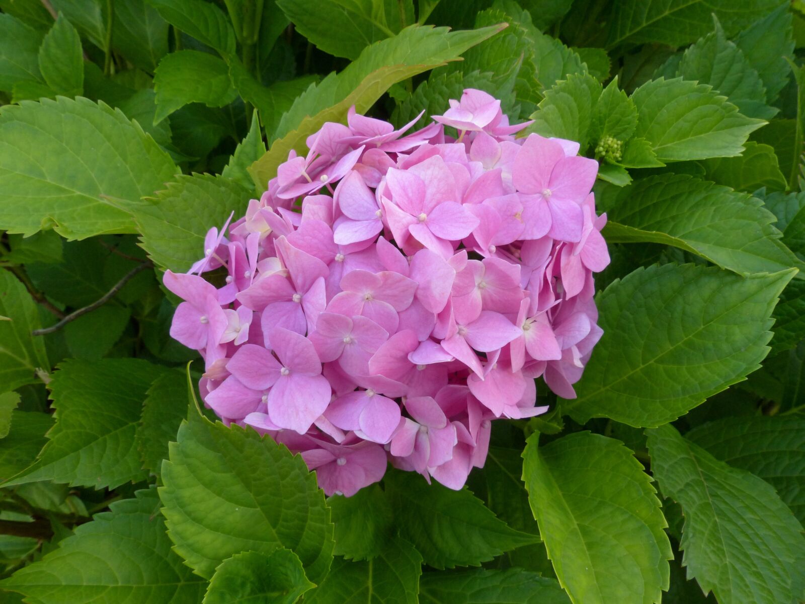 Panasonic PHOTOfunSTUDIO 8.3 PE sample photo. Hydrangea, pink, flower photography