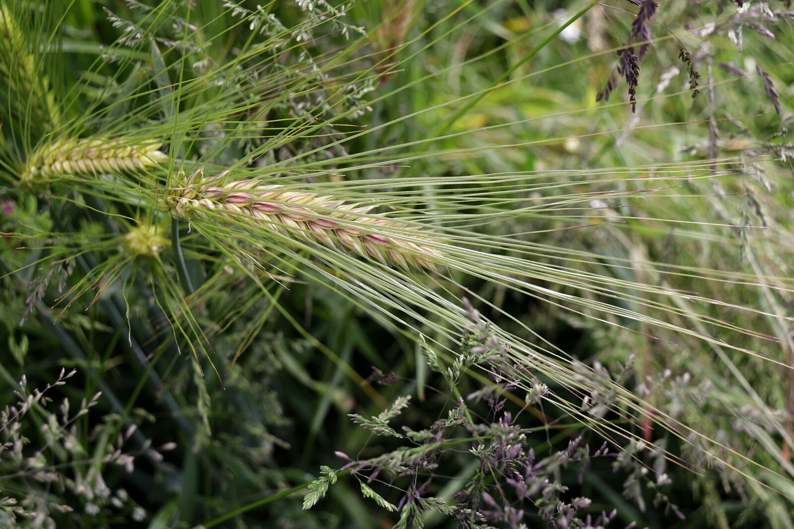 Canon EOS R sample photo. Barley, ear, cereals photography