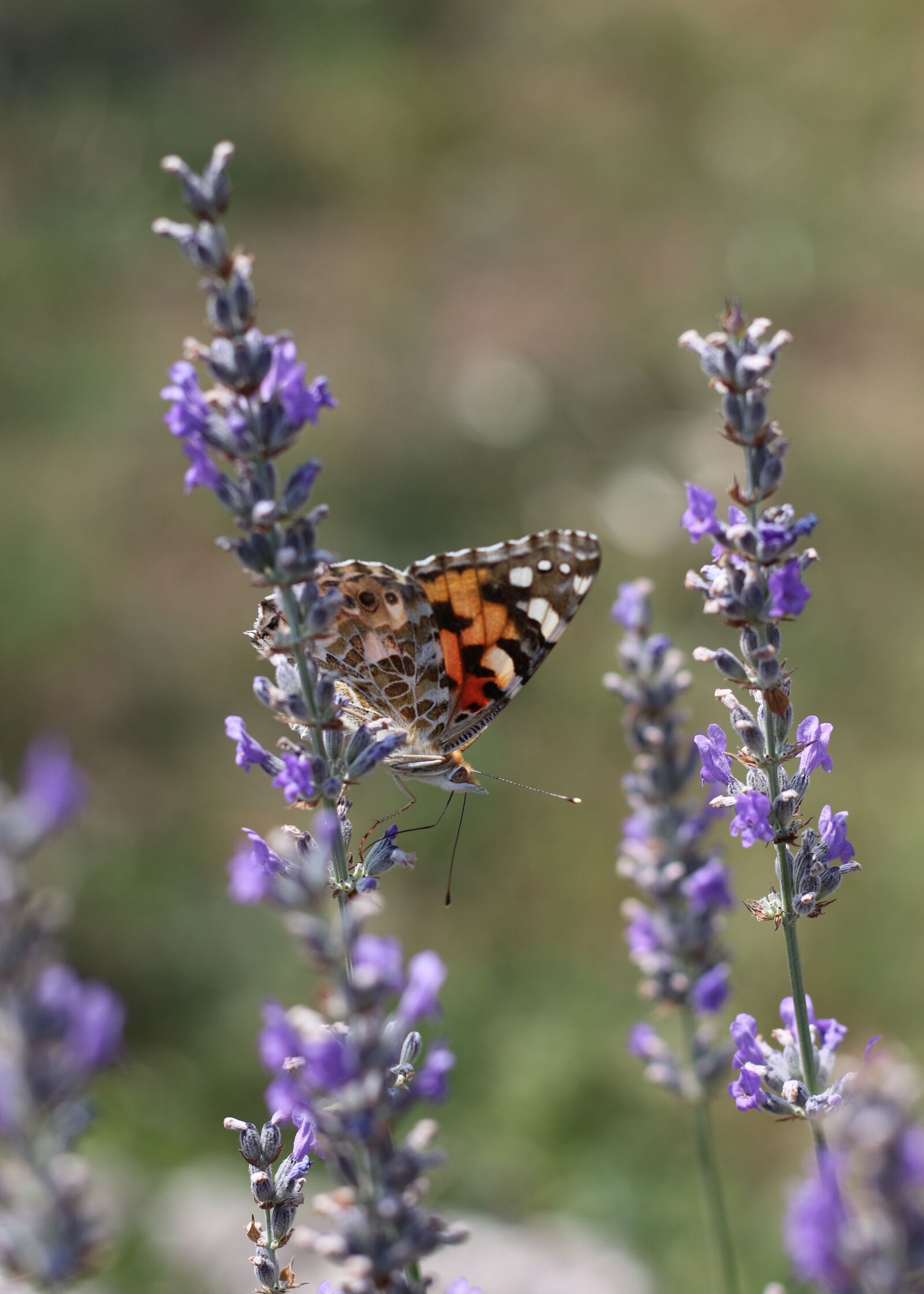 Canon EOS 700D (EOS Rebel T5i / EOS Kiss X7i) sample photo. Painted lady, lavender, violet photography