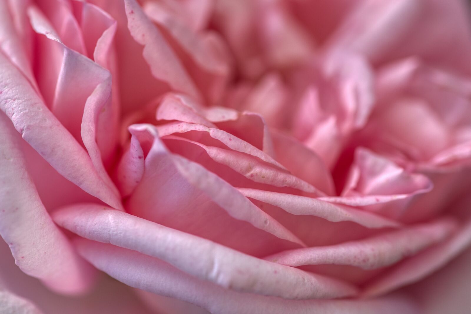 Nikon D750 sample photo. Rose, pink, petals photography