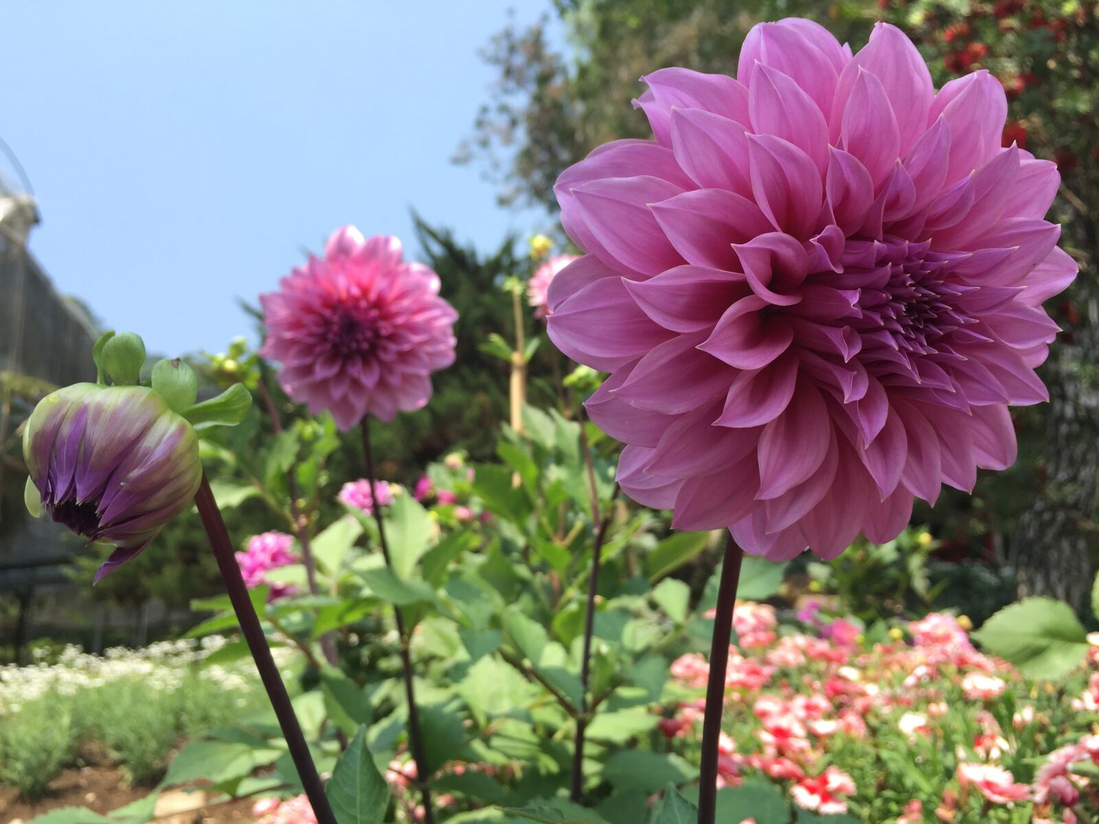 Apple iPhone 6 sample photo. Beautiful, garden, blossom photography