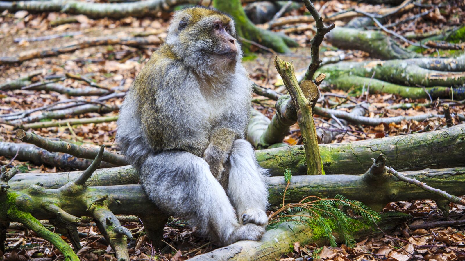 Canon EOS 650D (EOS Rebel T4i / EOS Kiss X6i) + Canon EF-S 55-250mm F4-5.6 IS STM sample photo. Barbary ape, monkey mountain photography