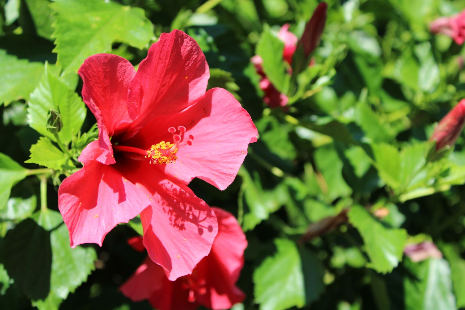 Canon EOS 2000D (EOS Rebel T7 / EOS Kiss X90 / EOS 1500D) sample photo. Flower, red, nature photography