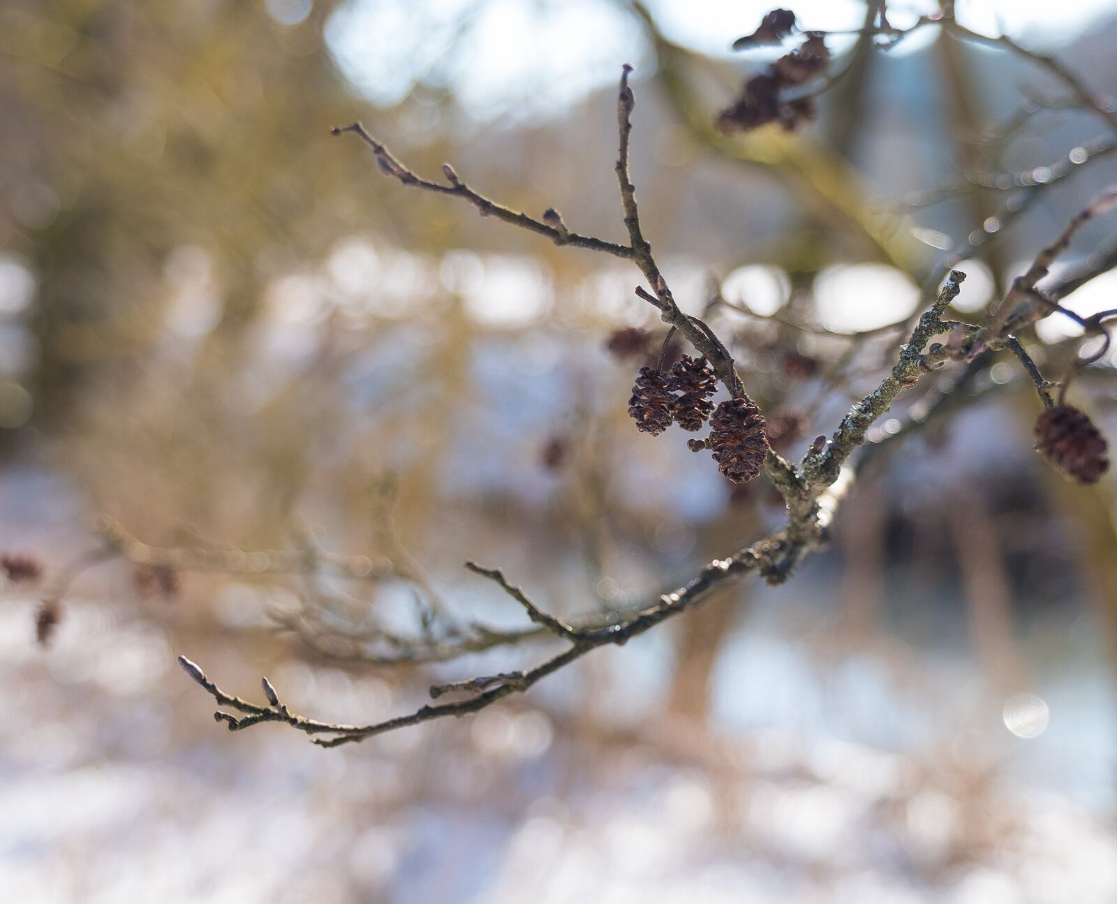 Fujifilm XF 16-55mm F2.8 R LM WR sample photo. Tree, winter, nature photography