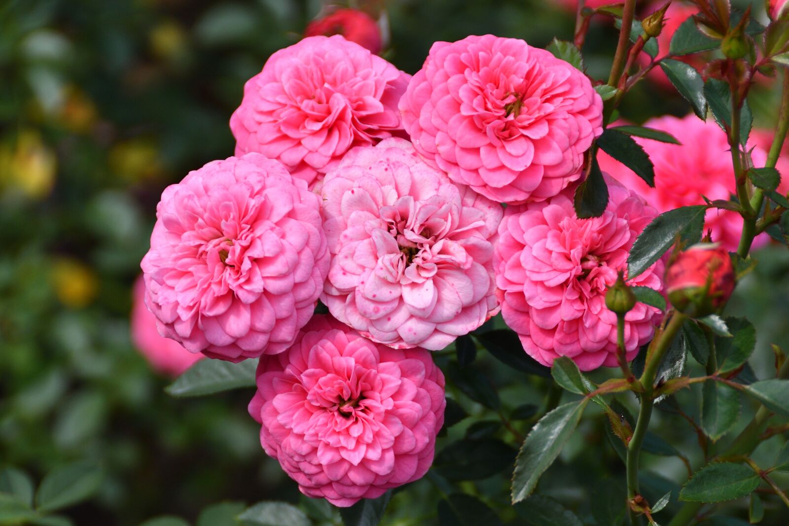 Nikon D500 sample photo. Rose, roses, nature photography