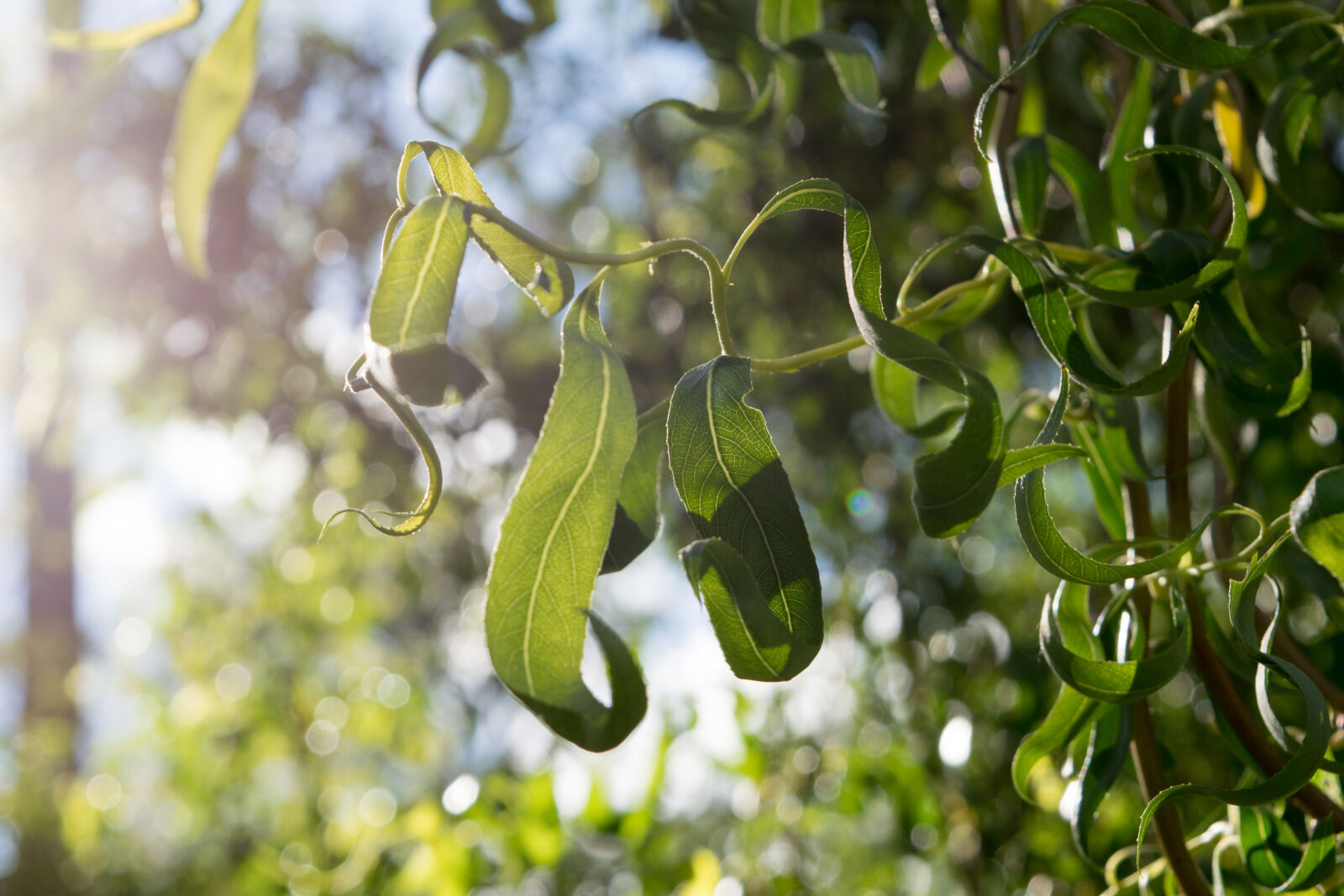 Nikon D3300 sample photo. Afternoon, close, up, green photography