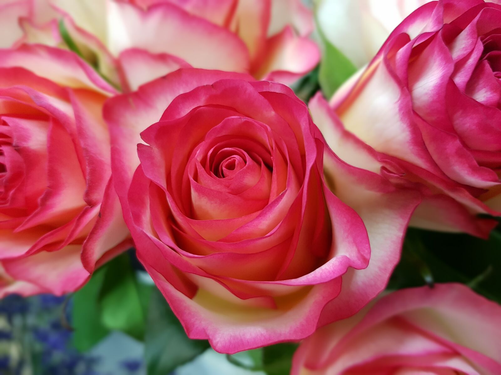 Samsung Galaxy S7 Edge sample photo. Rose, roses, rosaceae photography