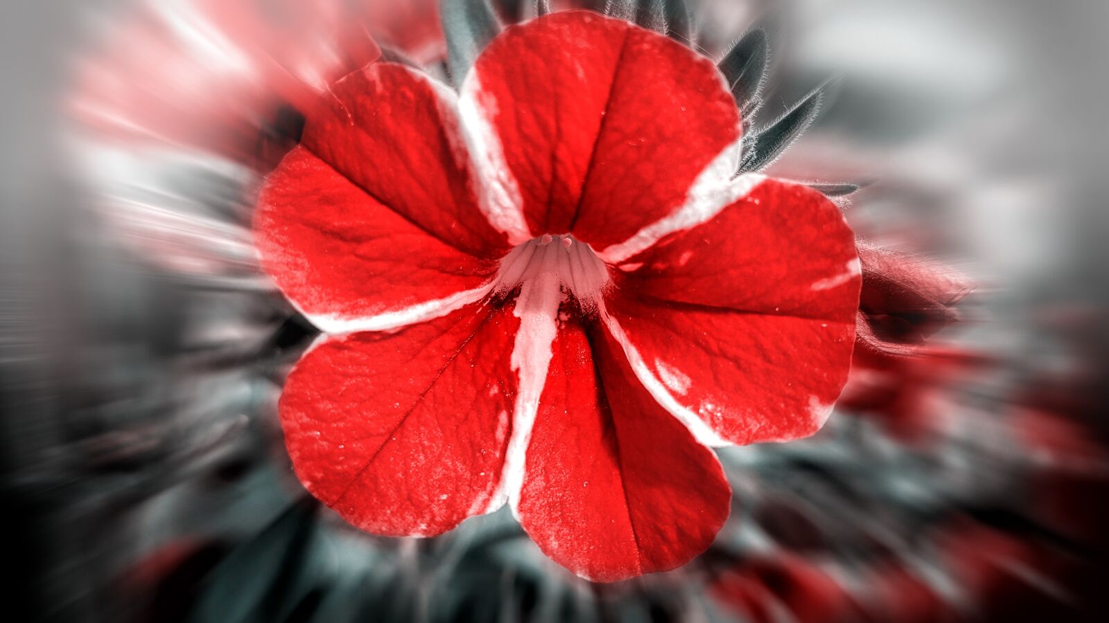 Samsung Galaxy S7 Edge sample photo. Flower, blossom, bloom photography