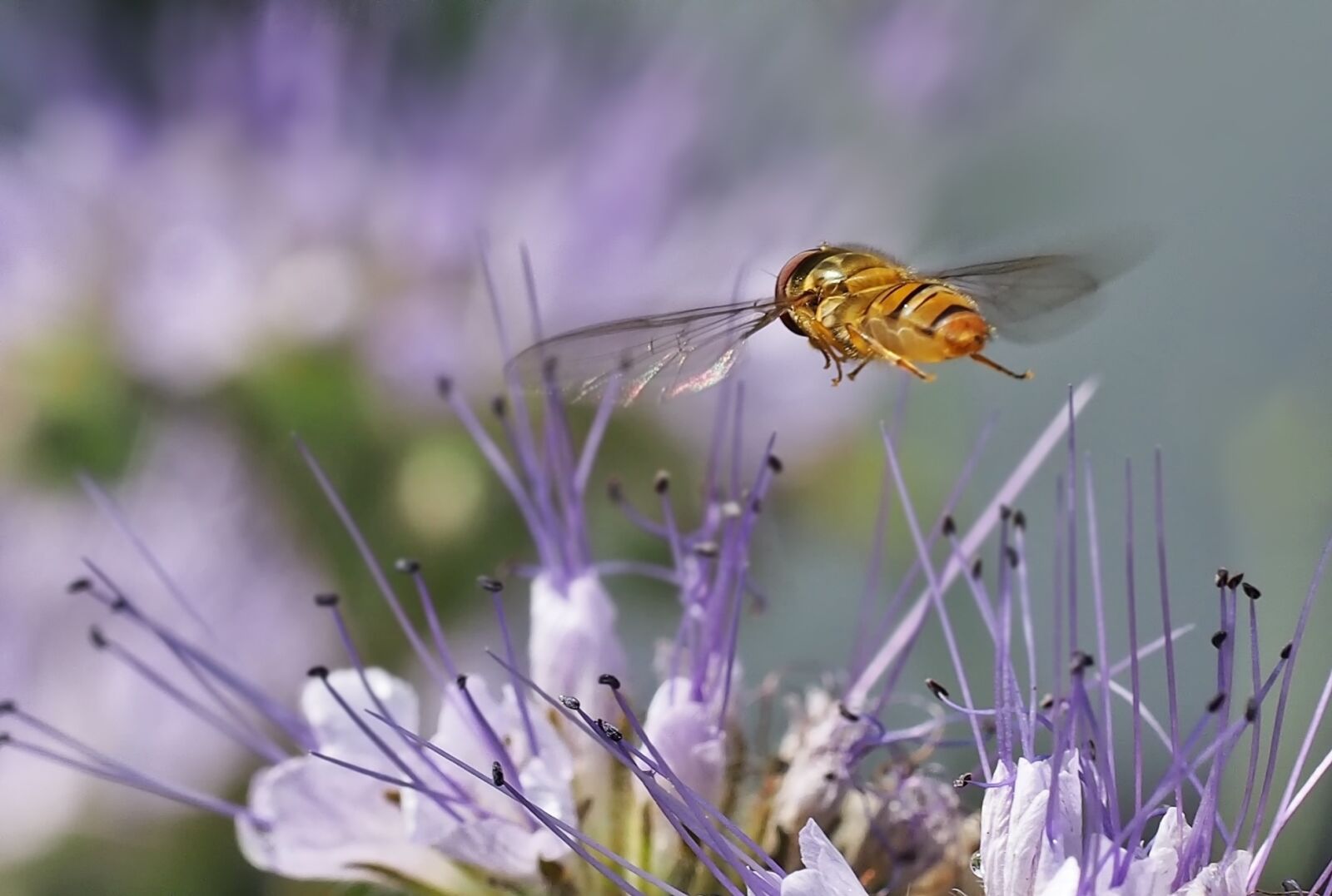 Olympus OM-D E-M5 sample photo. Phacelia, insect, flight photography
