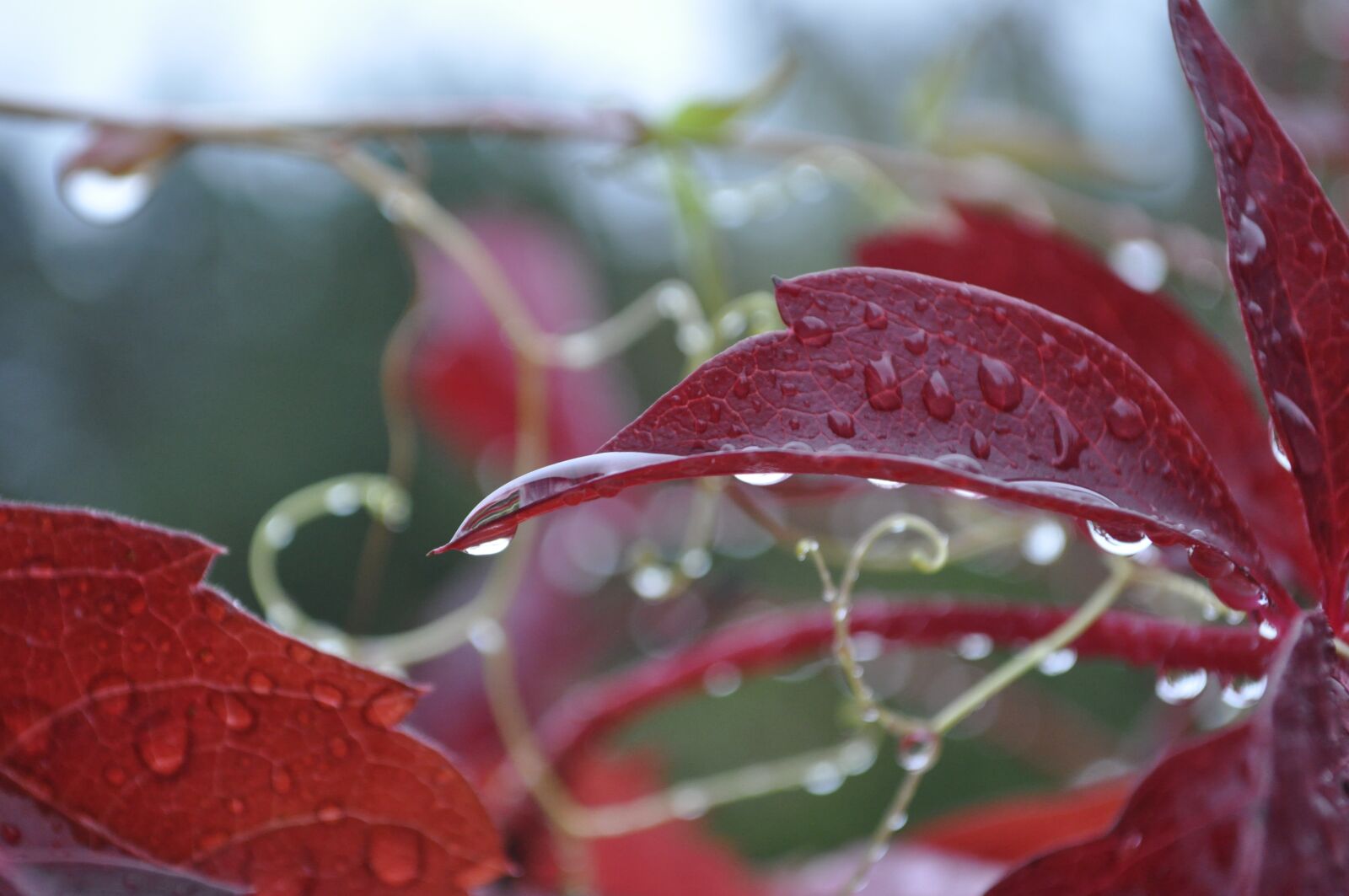 Nikon D5000 sample photo. Parthenocissus tricuspidata, vitaceae, vitales photography