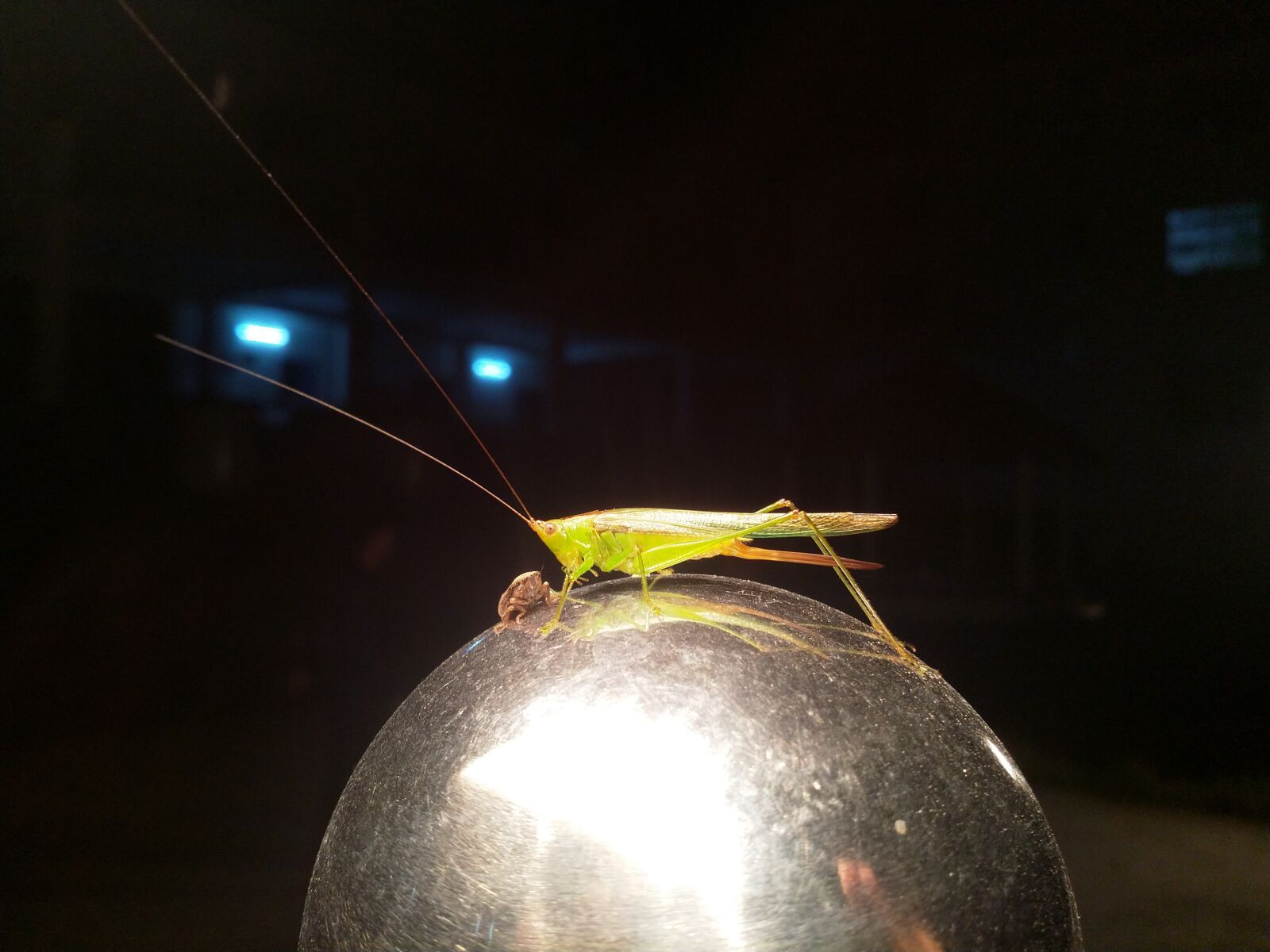 HMD Global Nokia 8 sample photo. Grasshopper, fly, bugs photography