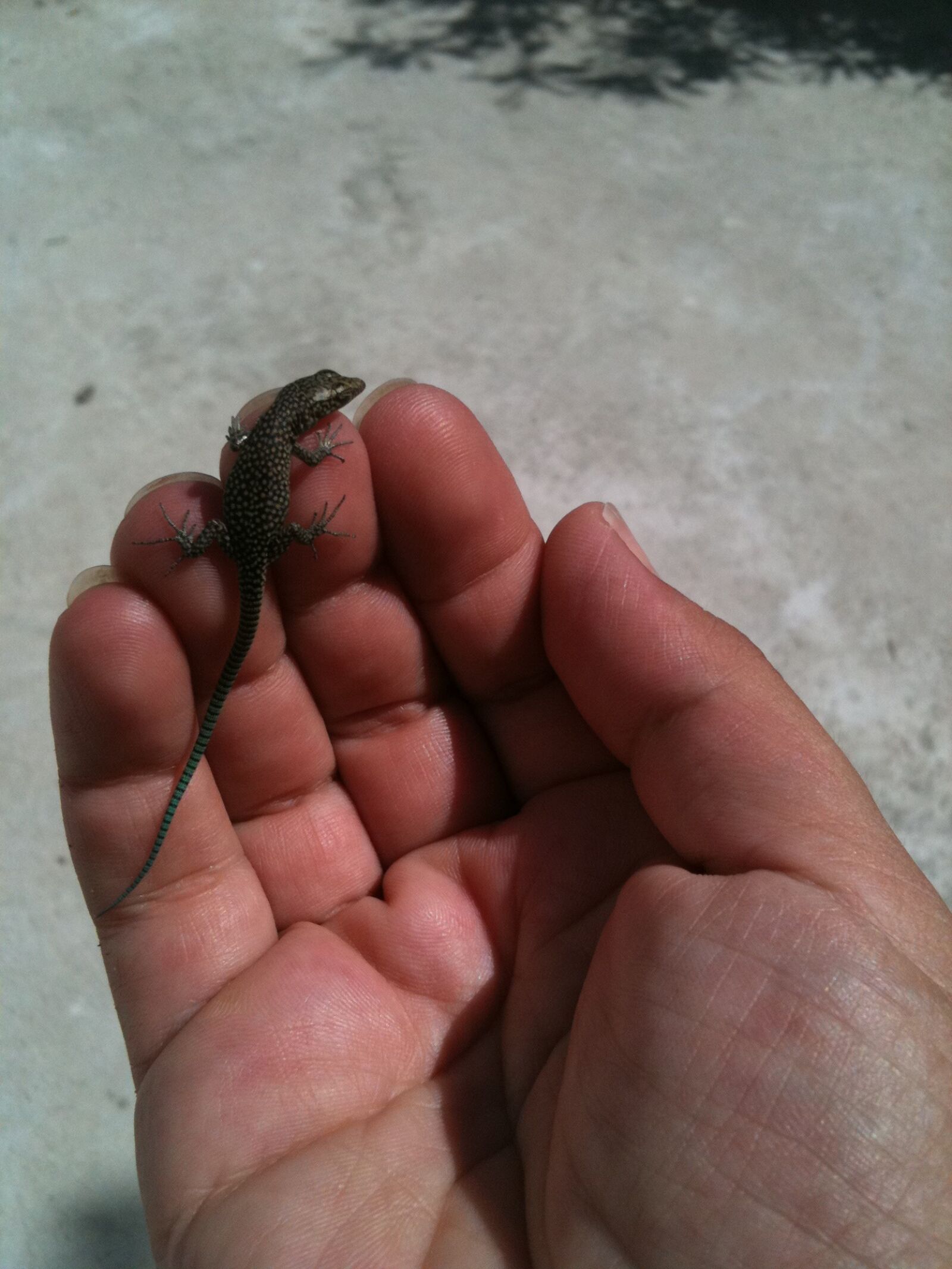 Apple iPhone 3GS sample photo. Lizard, hand, reptile photography