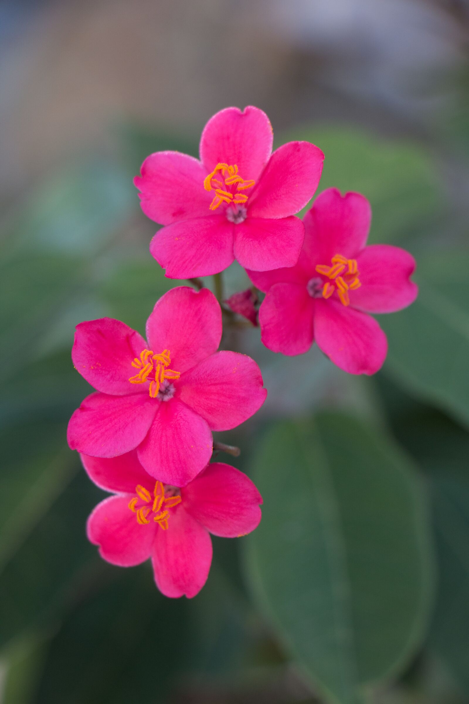 Canon EOS 70D sample photo. Pink, flowers, beauty photography