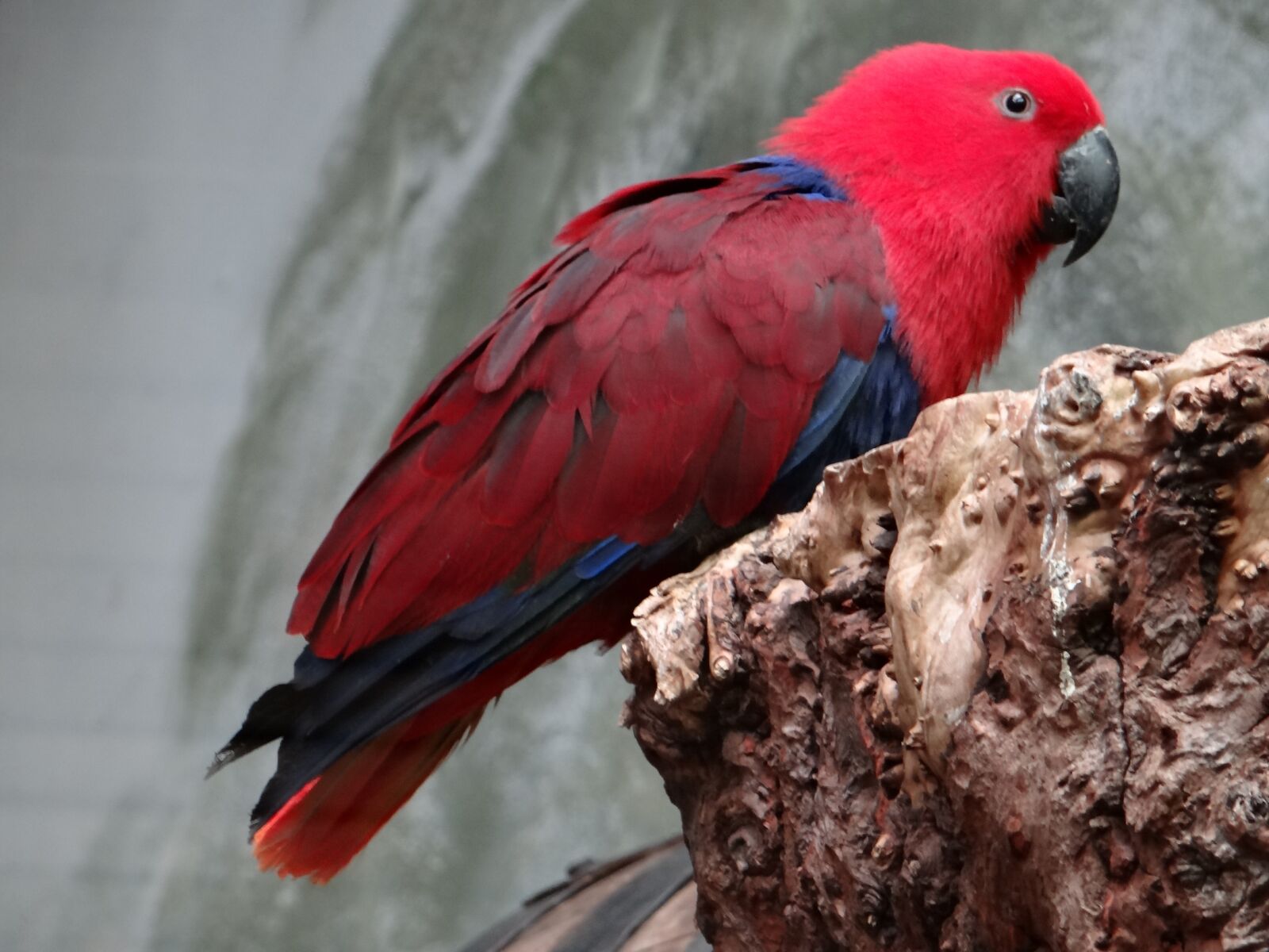 Sony DSC-HX200V sample photo. Barwnica large, parrot, bird photography