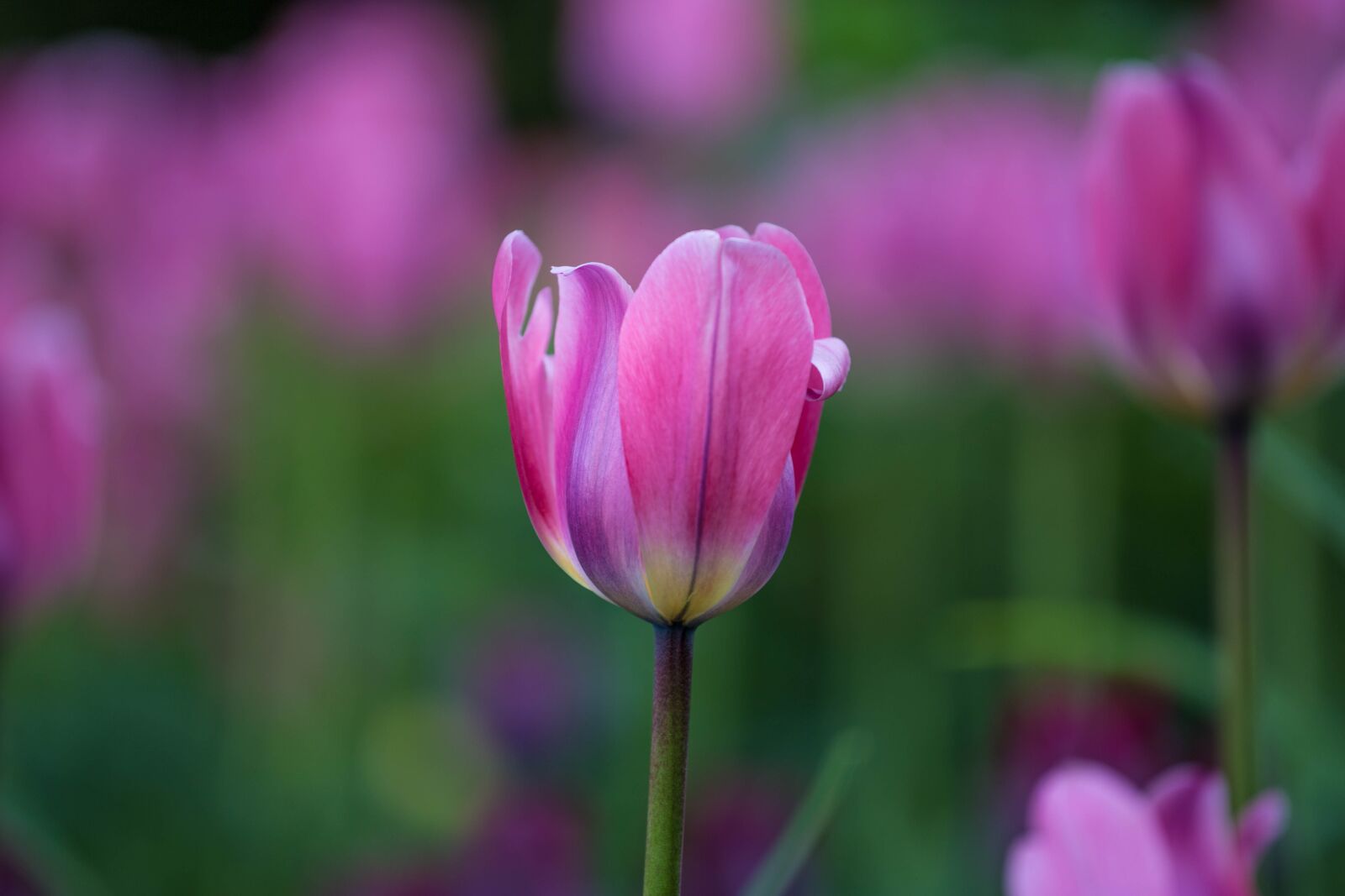 Canon EOS 6D + Canon EF 70-200mm F4L USM sample photo. Tulip, flower, spring photography
