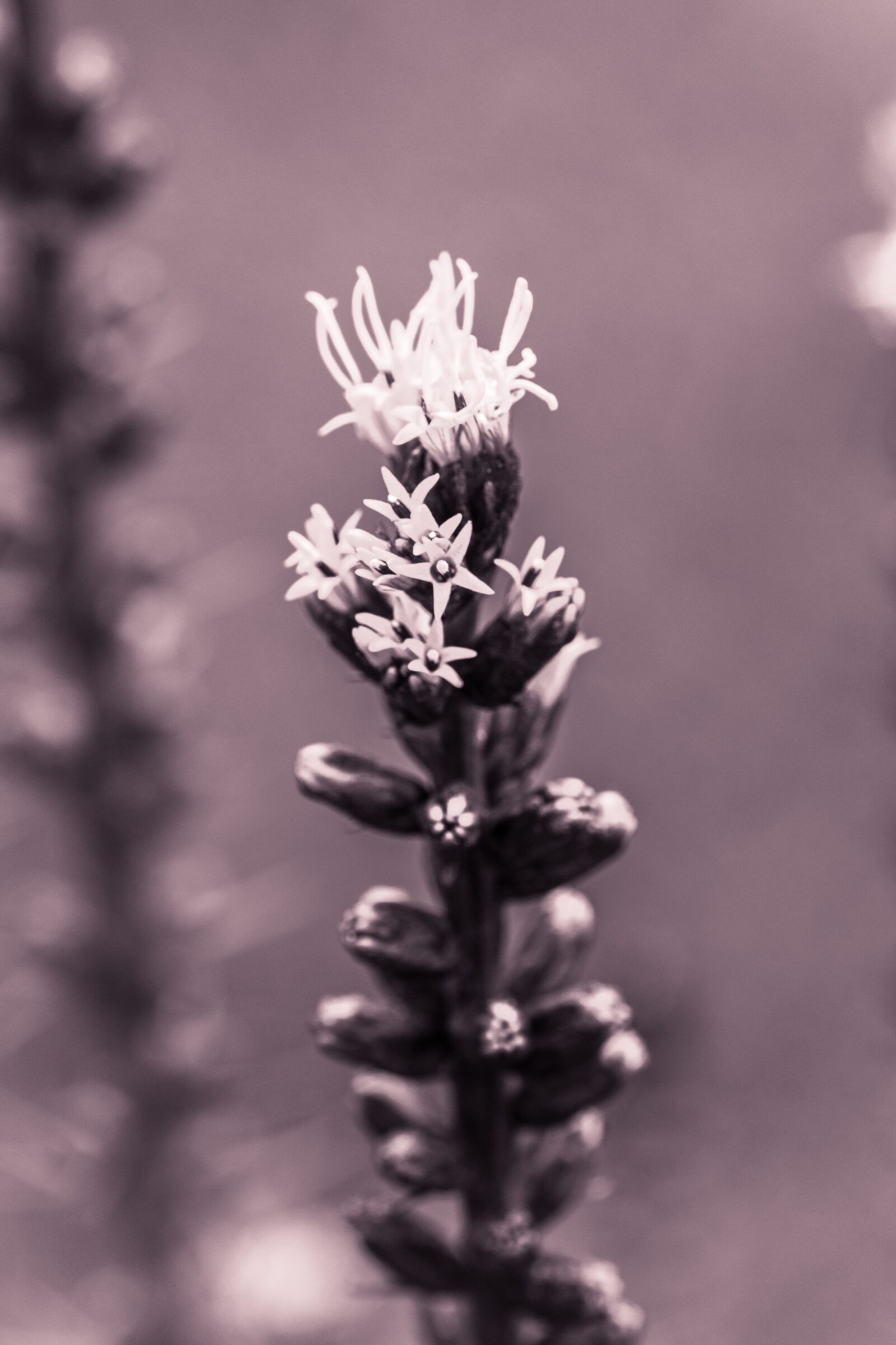 Canon EOS 70D sample photo. Liatris spicata, splendor notch photography