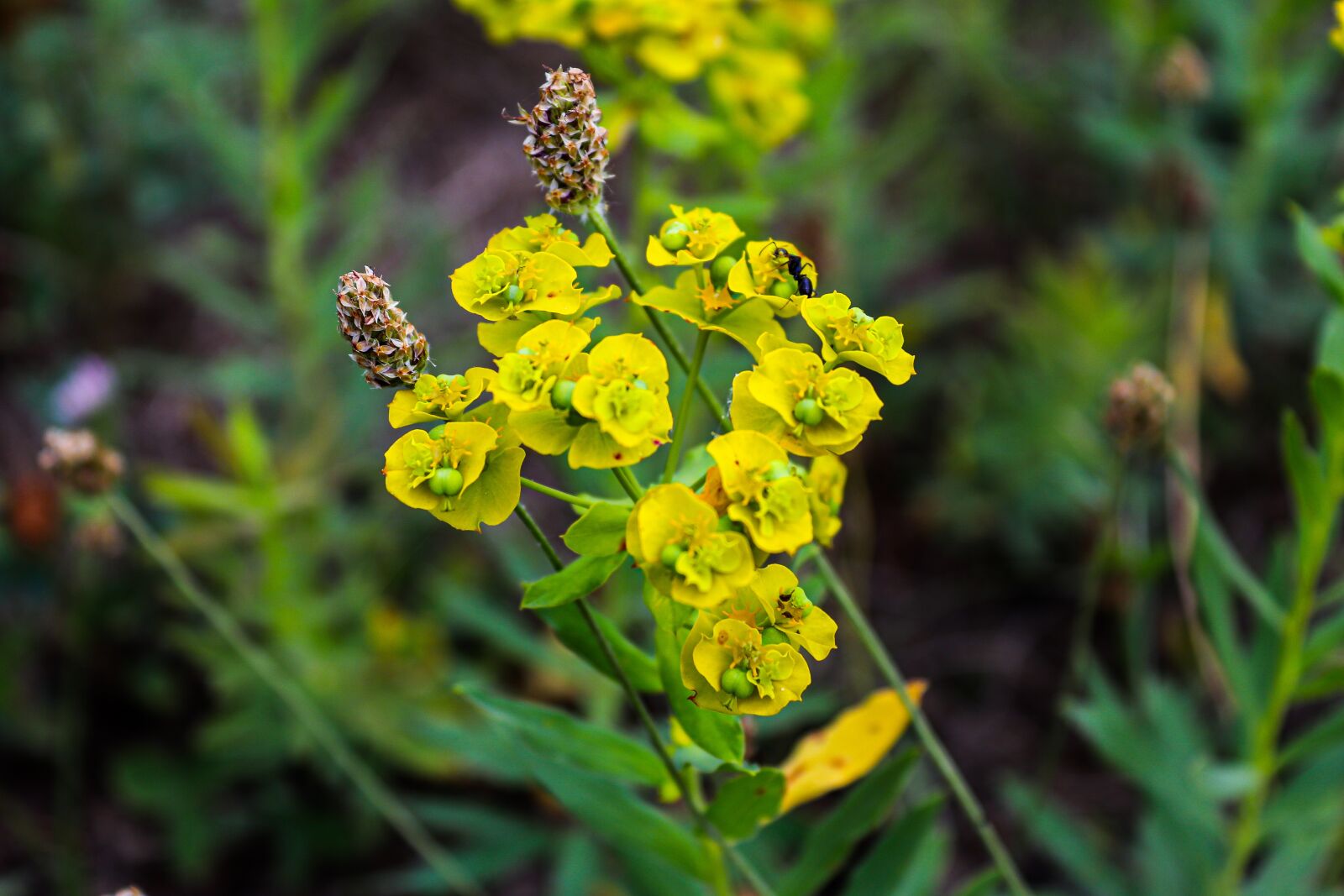 Canon EOS 200D (EOS Rebel SL2 / EOS Kiss X9) sample photo. Yellow flowers, yellow nature photography