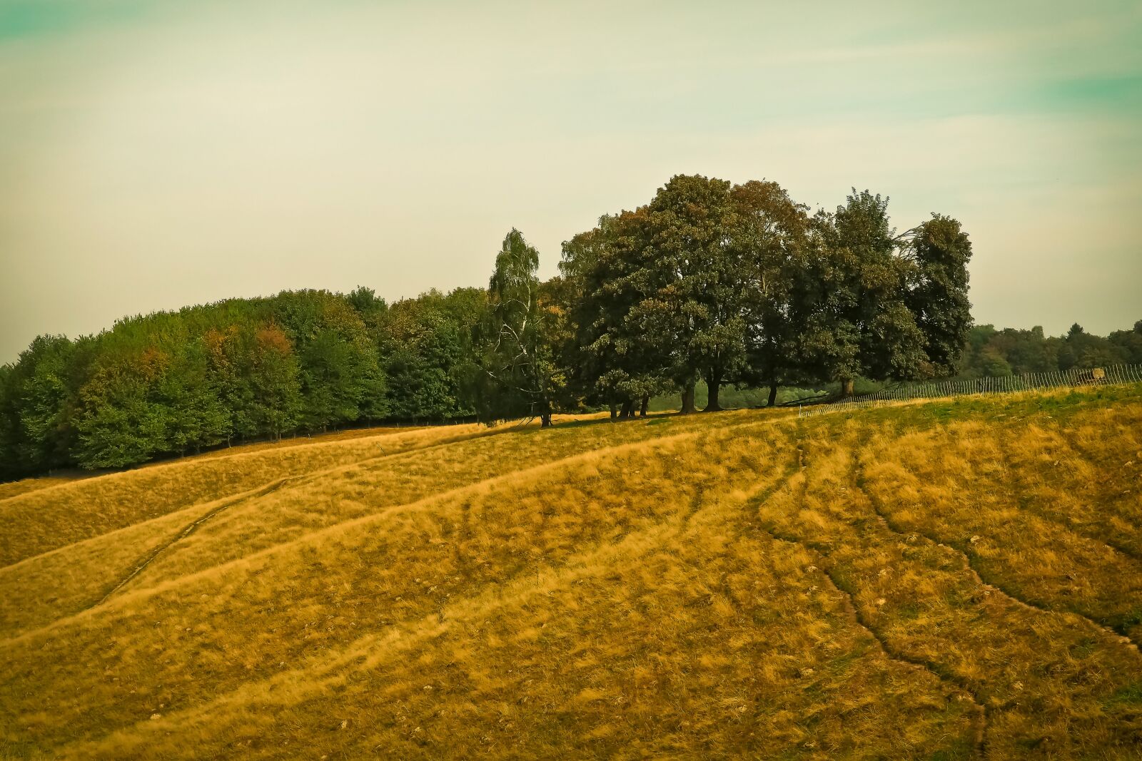 Olympus OM-D E-M10 sample photo. Landscape, nature, meadow photography