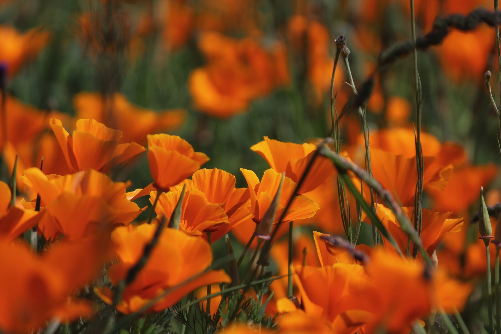 Canon EOS 1200D (EOS Rebel T5 / EOS Kiss X70 / EOS Hi) sample photo. Poppies, flowers, field photography