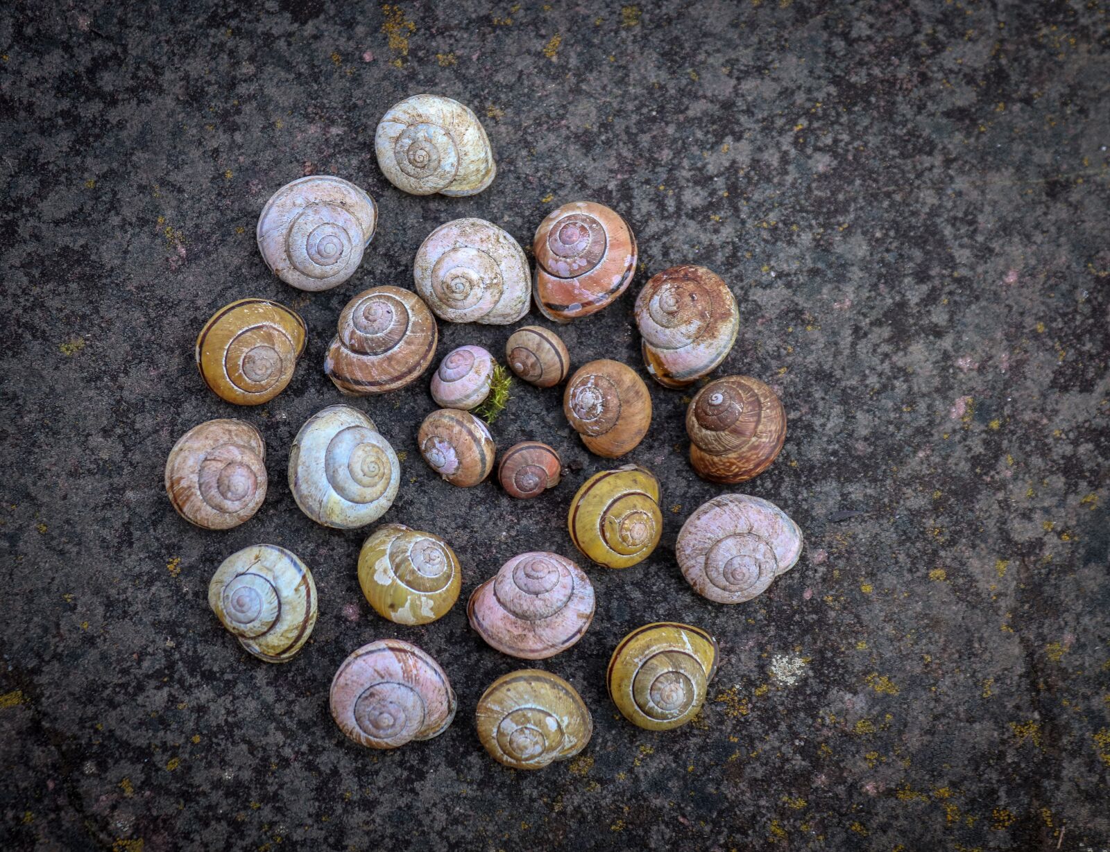 Canon EOS 200D (EOS Rebel SL2 / EOS Kiss X9) sample photo. Snail, shell, snail shape photography