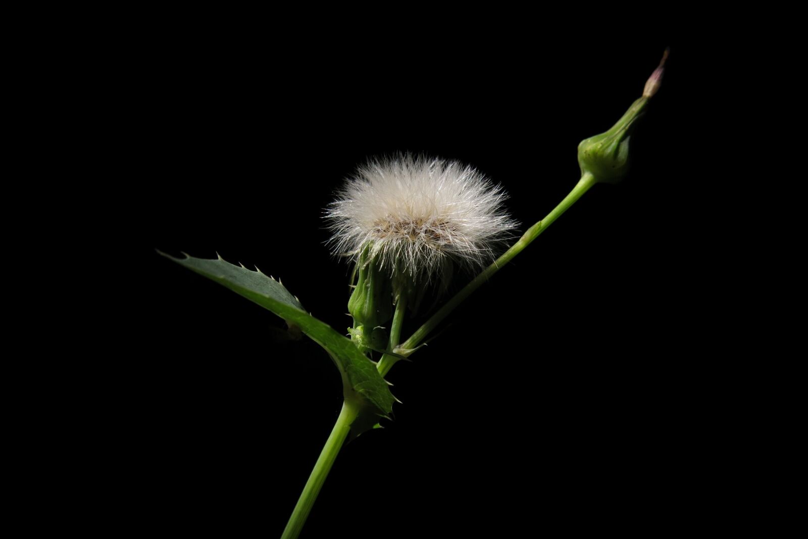 Canon PowerShot G15 sample photo. Plant, vegetables-sow-thistle, common saudistel photography