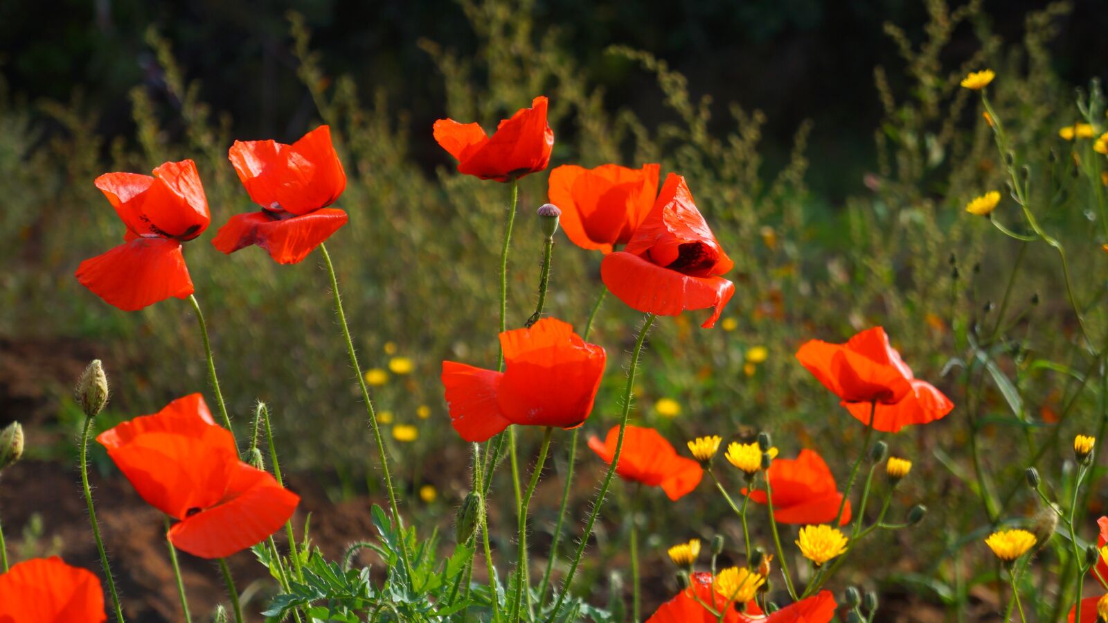 Sony Alpha a3000 + Sony E 18-55mm F3.5-5.6 OSS sample photo. Nature, plants, poppies photography