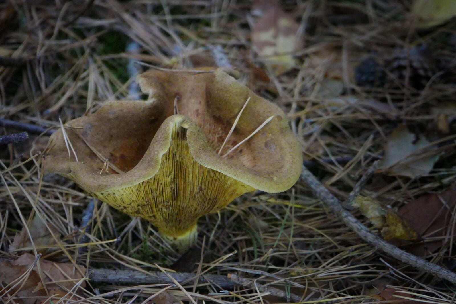 Panasonic Lumix DMC-FZ1000 sample photo. Mushroom, forest, autumn photography
