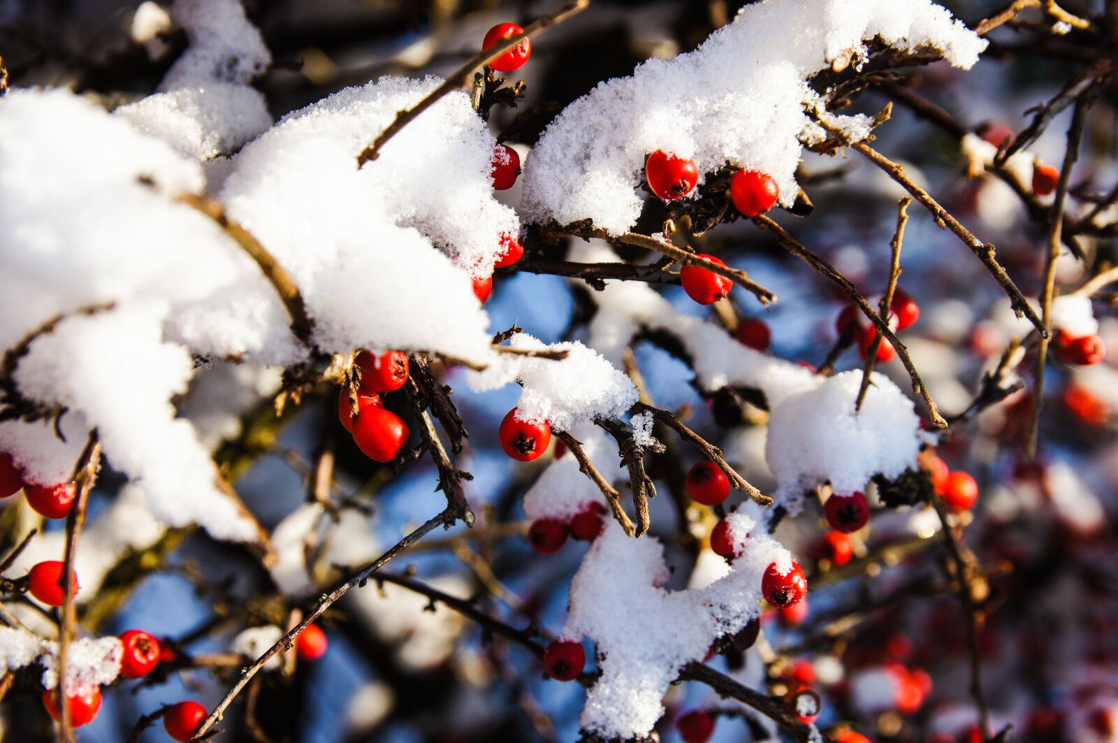 Sony SLT-A55 (SLT-A55V) + 17-50mm F2.8 sample photo. Snow, berries, bush photography