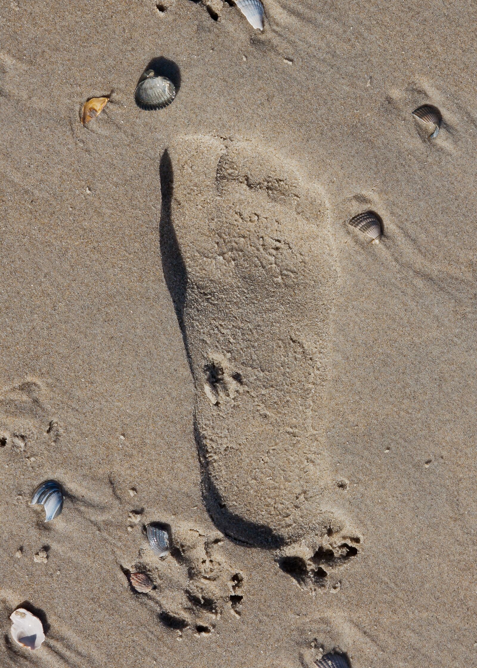 Canon EOS 50D + Canon EF 24-105mm F4L IS USM sample photo. Sand, beach, footprint photography
