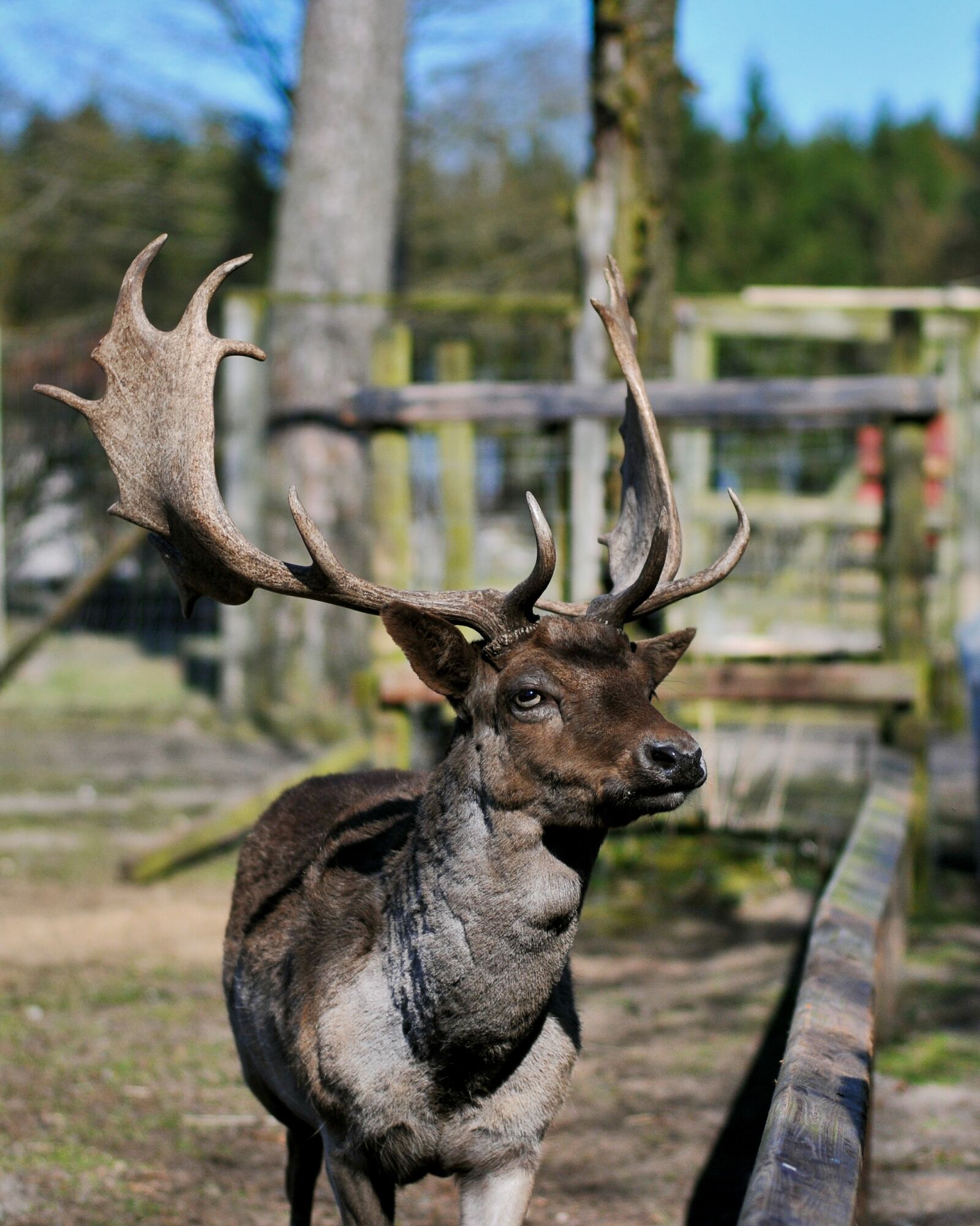 Nikon D300S sample photo. Hirsch, animal, wild photography