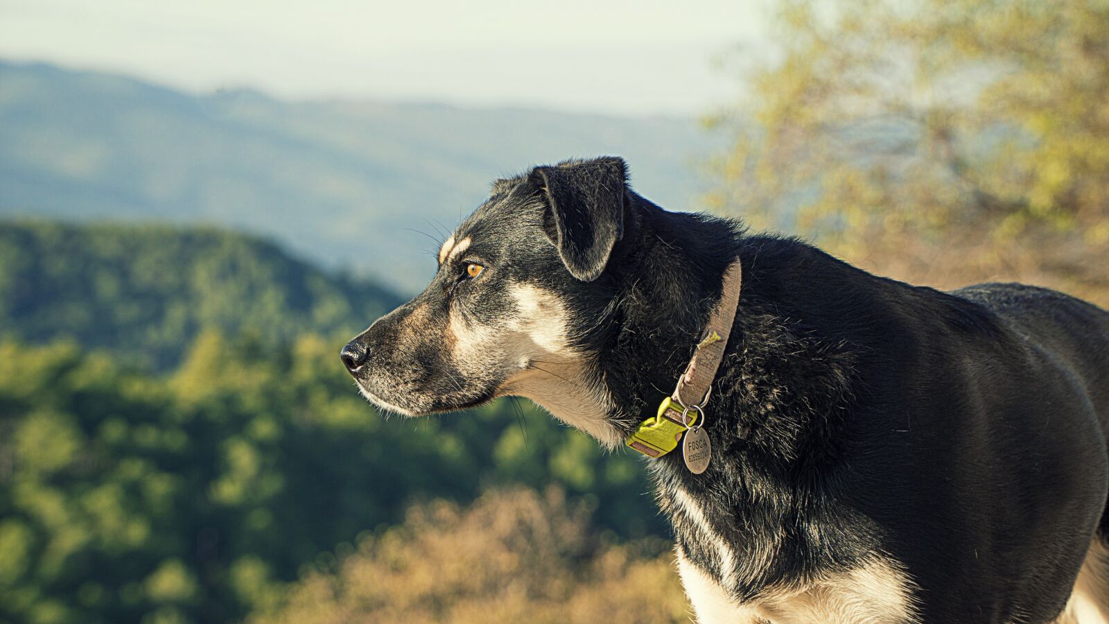 Sony a6000 + Sony E PZ 18-105mm F4 G OSS sample photo. Dog, canine, black photography