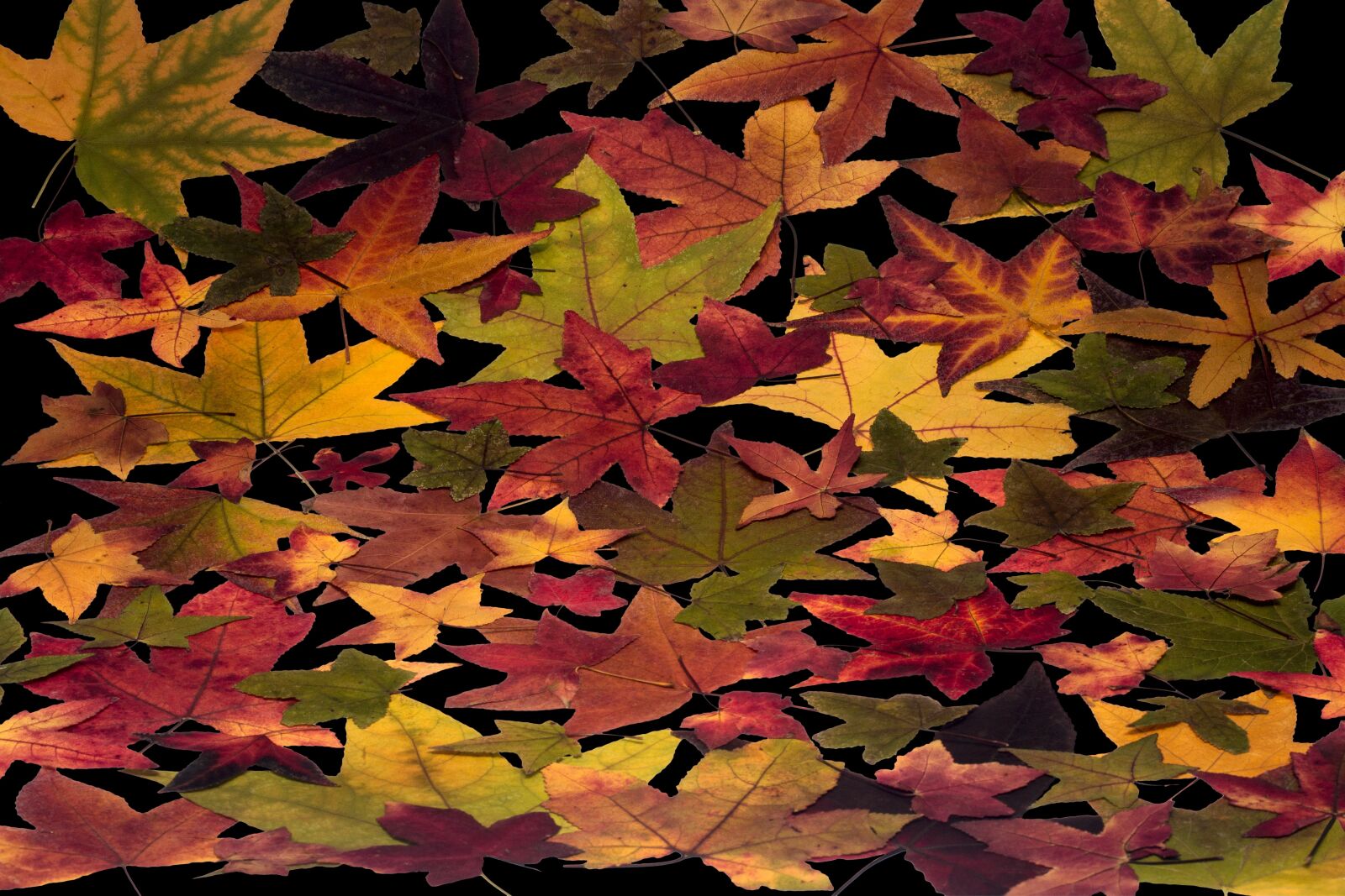 Canon EF-S 60mm F2.8 Macro USM sample photo. Leafes, tree leaves, colorful photography