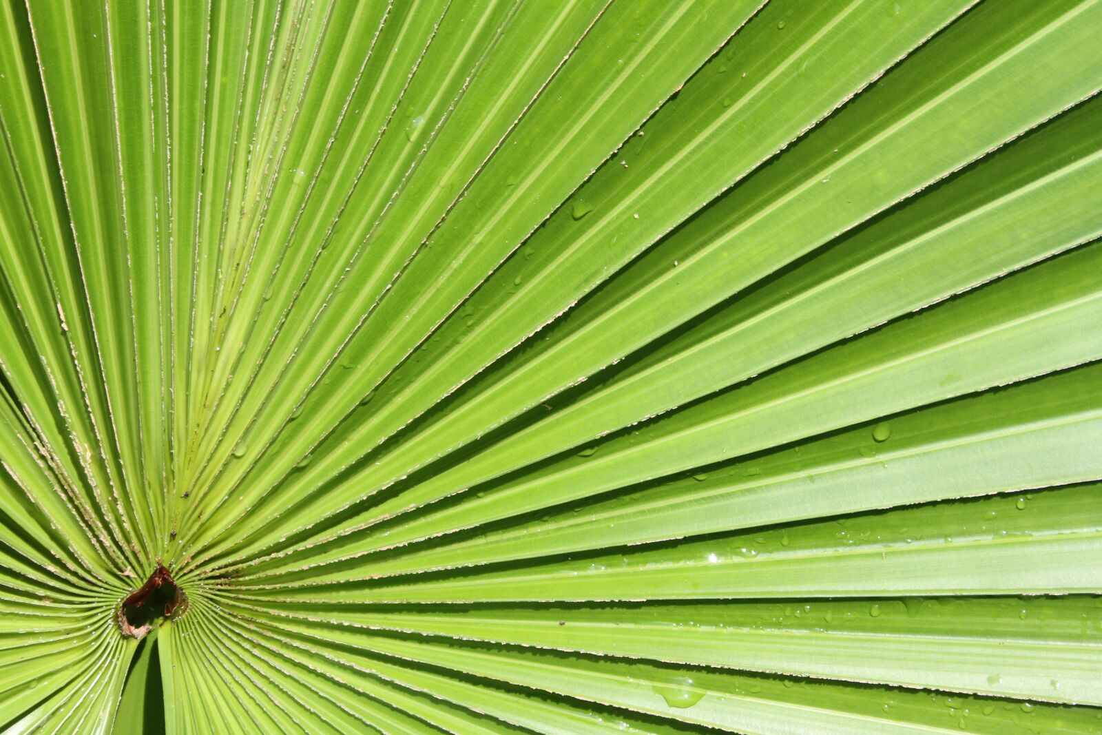 Canon EOS 7D sample photo. Palm, leaf, foliage photography