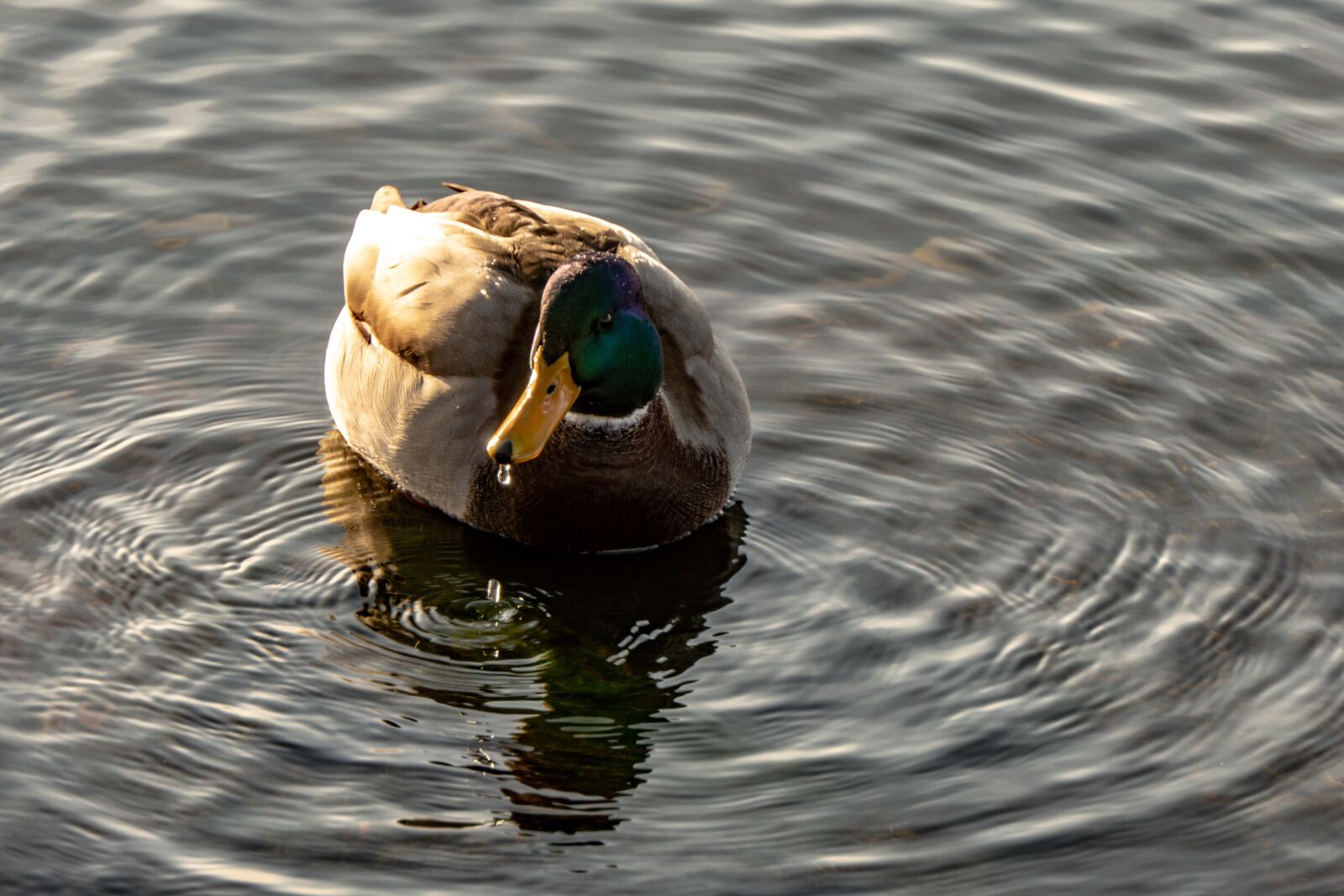 Panasonic Lumix DMC-FZ2500 (Lumix DMC-FZ2000) sample photo. Duck, lake, water birds photography