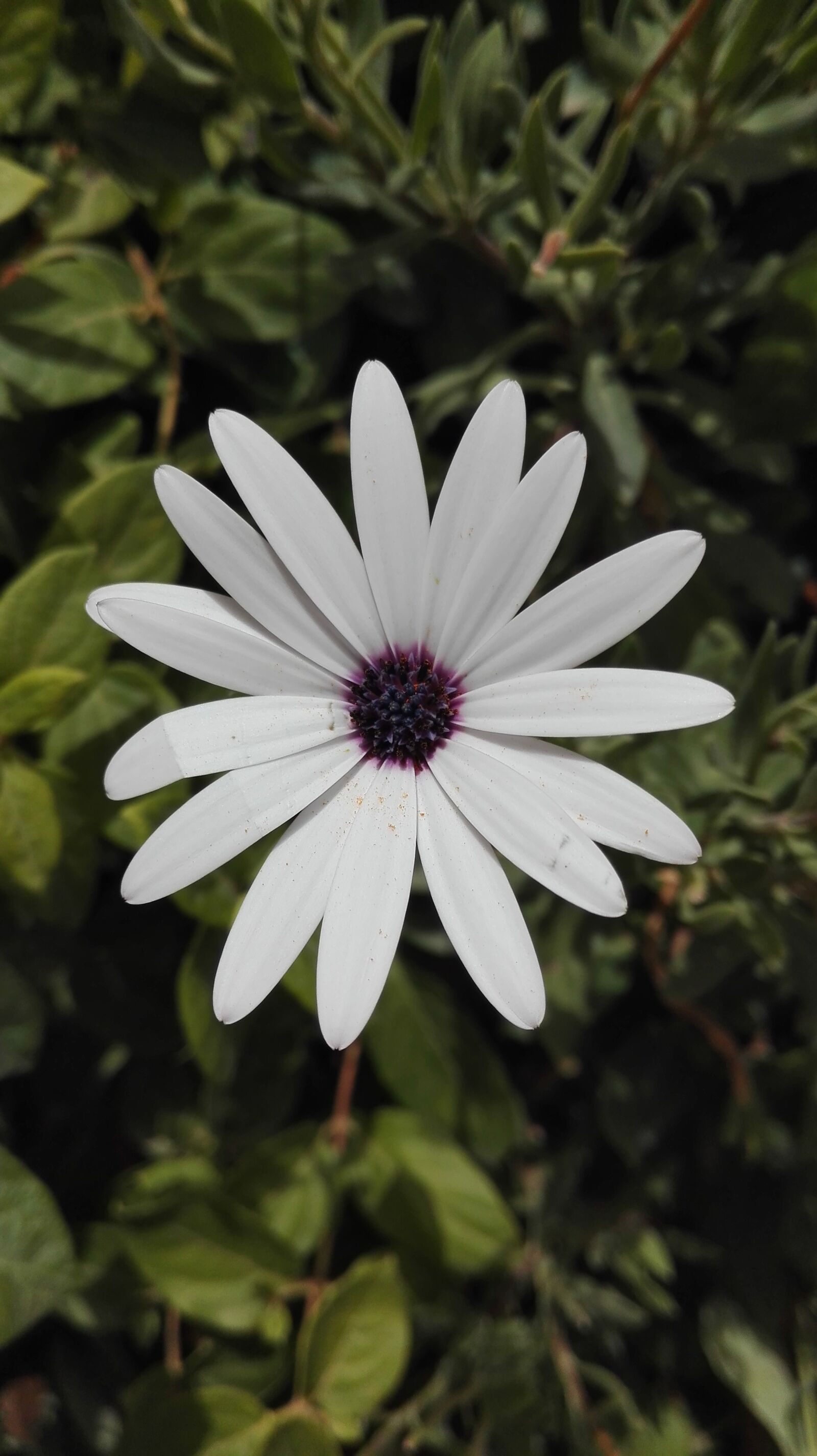 HUAWEI P8 Lite sample photo. School, chouachi, garden photography