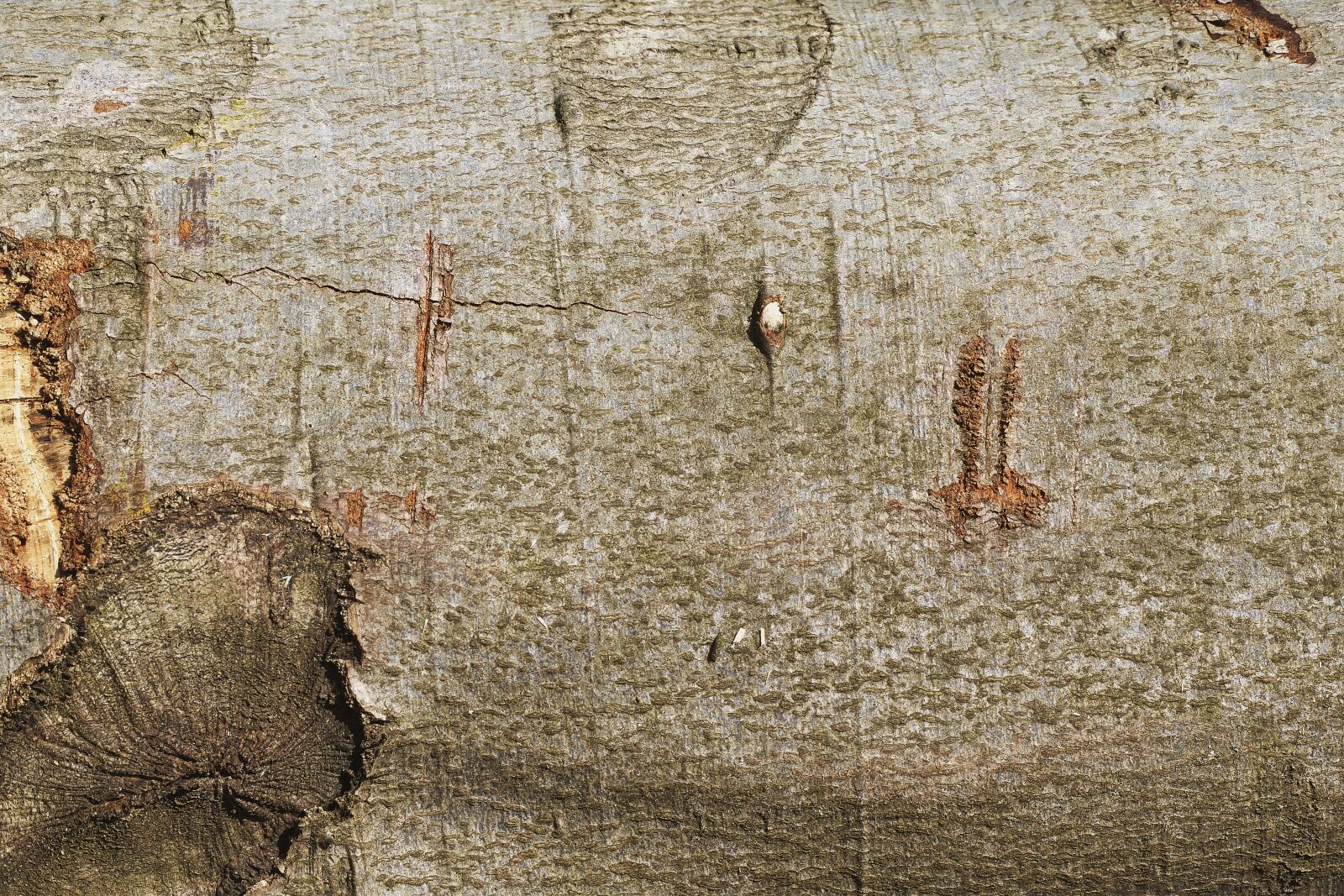 Panasonic Lumix DMC-FZ1000 sample photo. Bark, beech, tribe photography