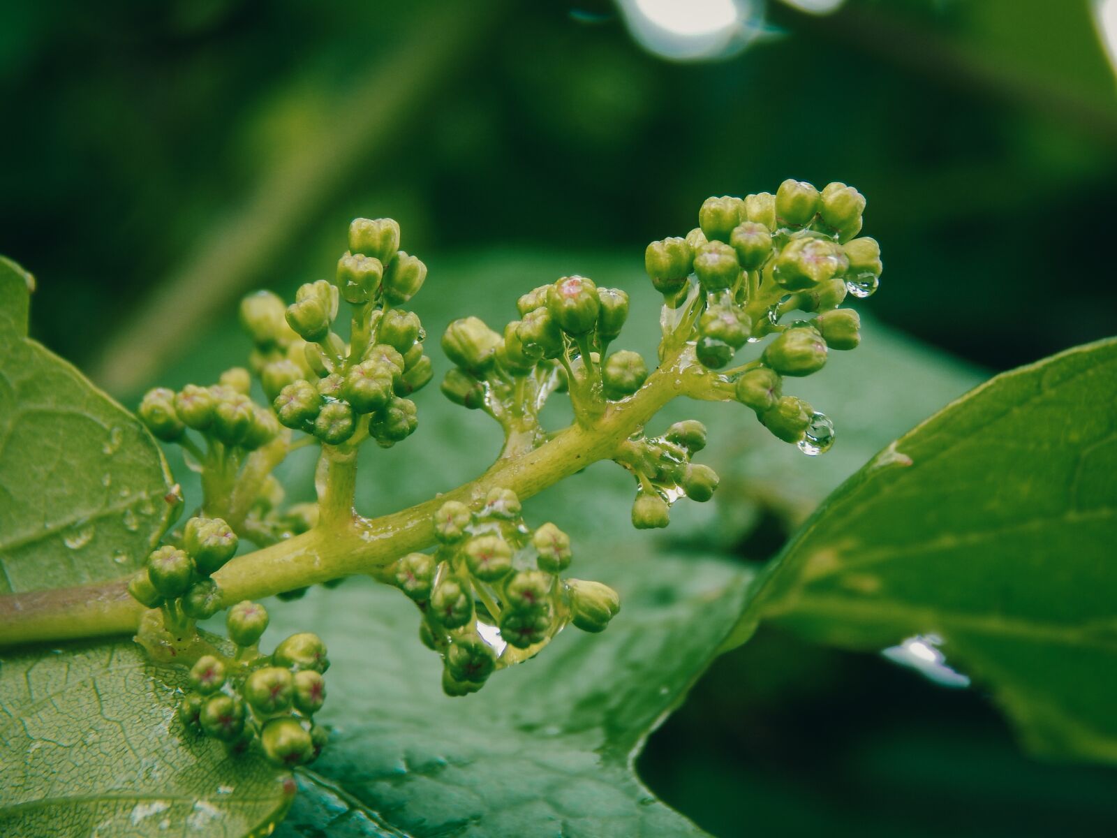 Nikon Coolpix L830 sample photo. Green, nature, bunch photography