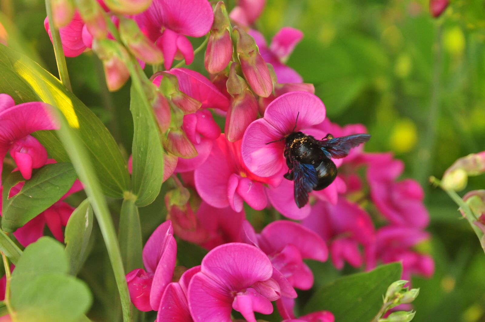 Nikon D90 sample photo. Blue bee, bee, insect photography