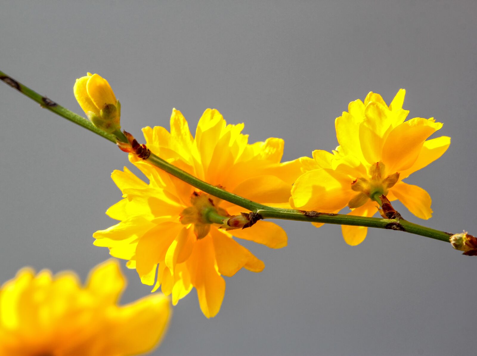 Canon EOS 60D sample photo. Flower, nature, ranunkel shrub photography