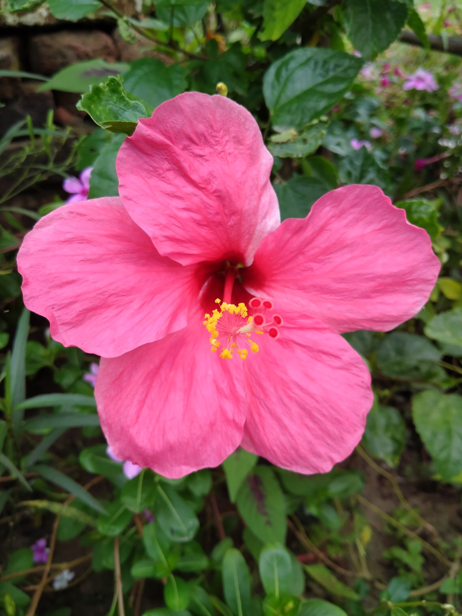 Realme 5I sample photo. Flower, hibiscus flower, pink photography
