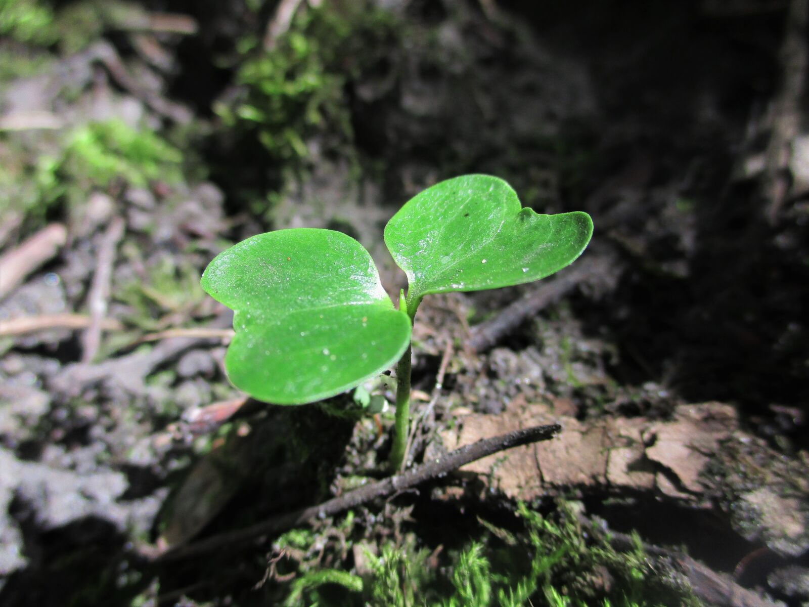Canon PowerShot ELPH 180 (IXUS 175 / IXY 180) sample photo. Green, leaves, plant photography
