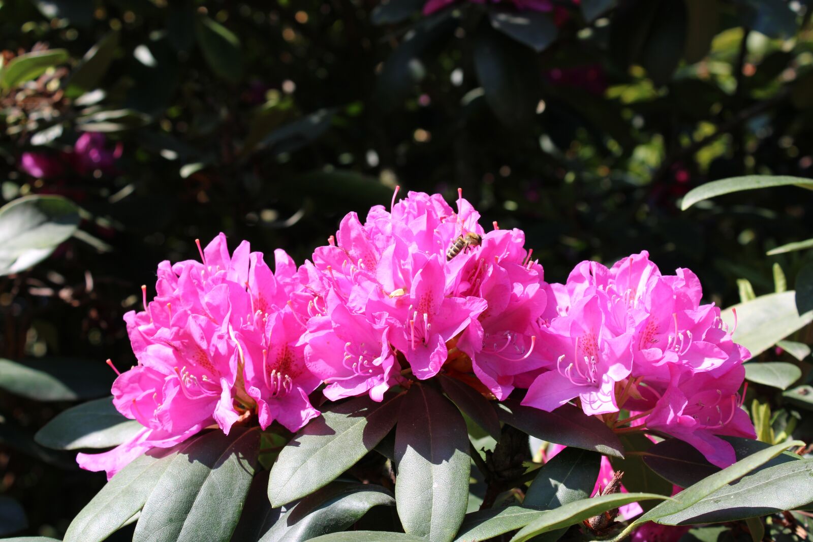 Canon EOS 2000D (EOS Rebel T7 / EOS Kiss X90 / EOS 1500D) sample photo. Rhododendron, rhododendron buds, rhododendron photography
