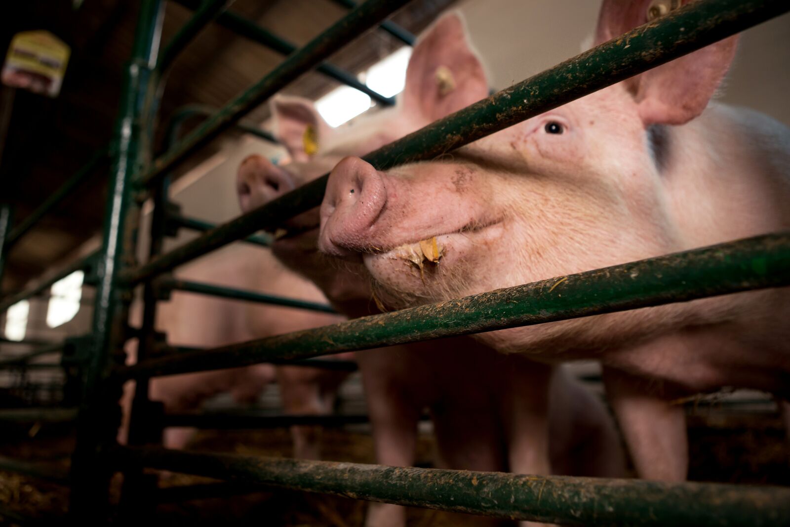 Canon EOS 6D + Canon EF 24-70mm F2.8L USM sample photo. Eating, pig, breeding photography