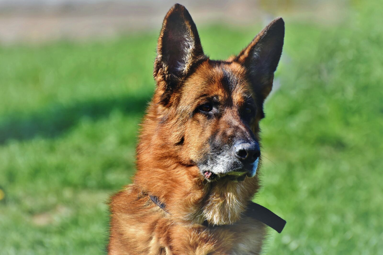 Nikon D7200 sample photo. Sch fer dog, german photography